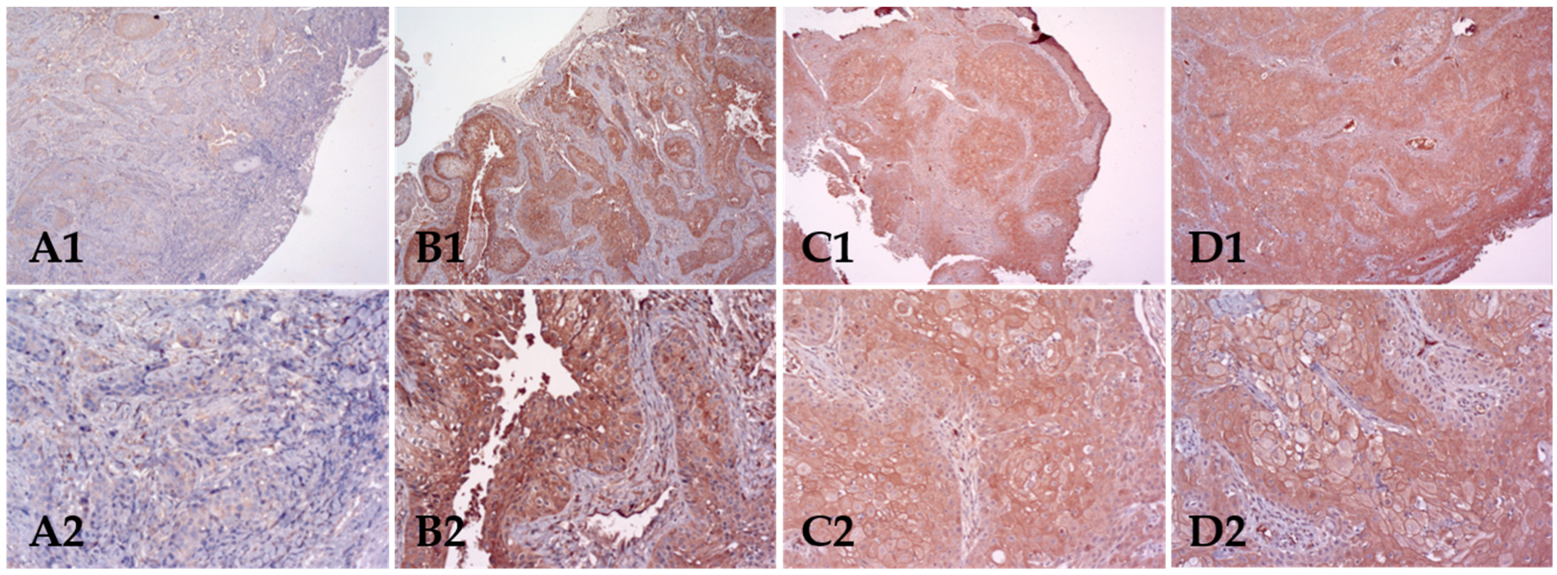 Biomolecules 12 00935 g002 Biomolecules 12 00935 g002