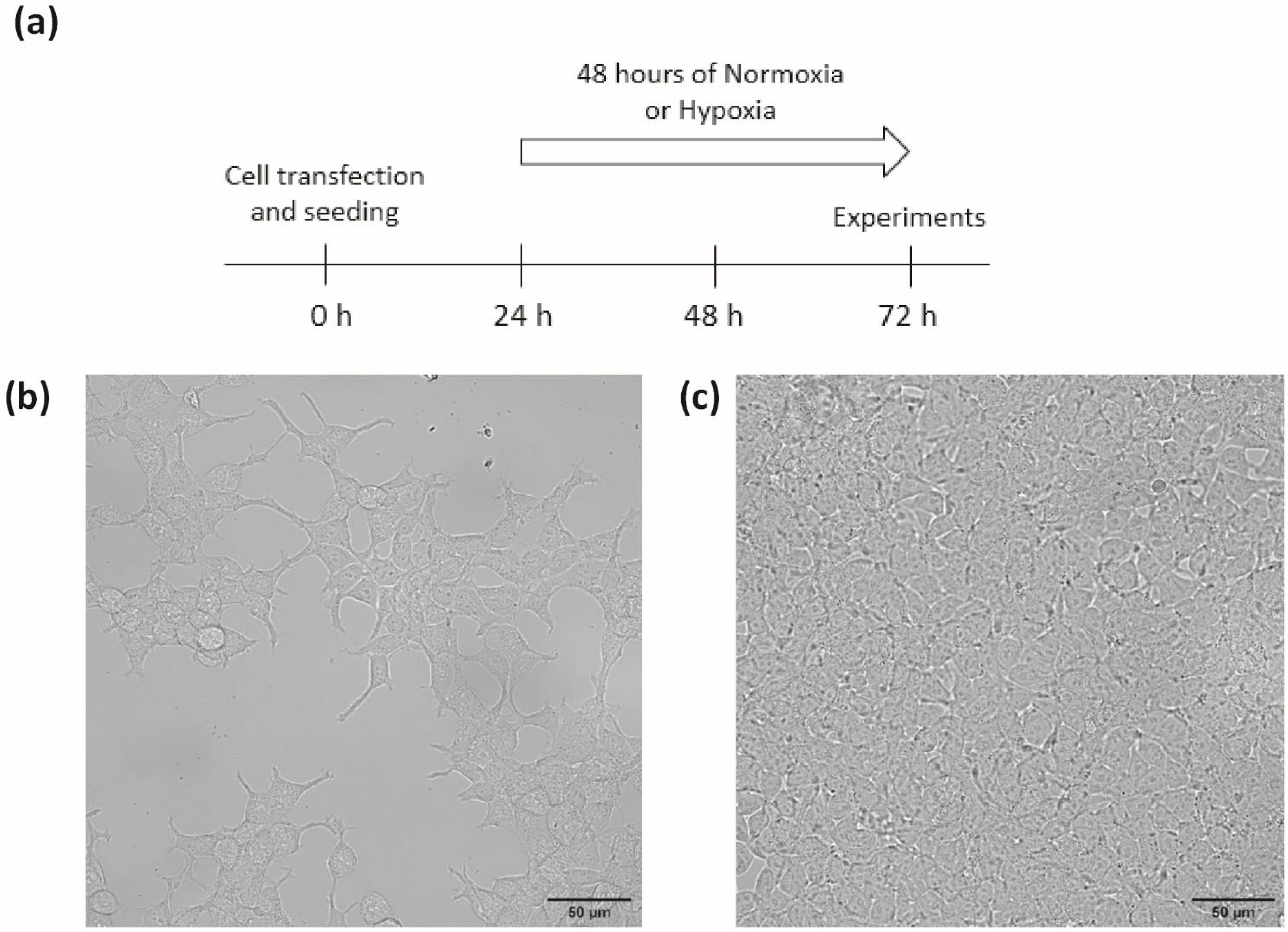 Biomolecules 12 00954 g001 Biomolecules 12 00954 g001