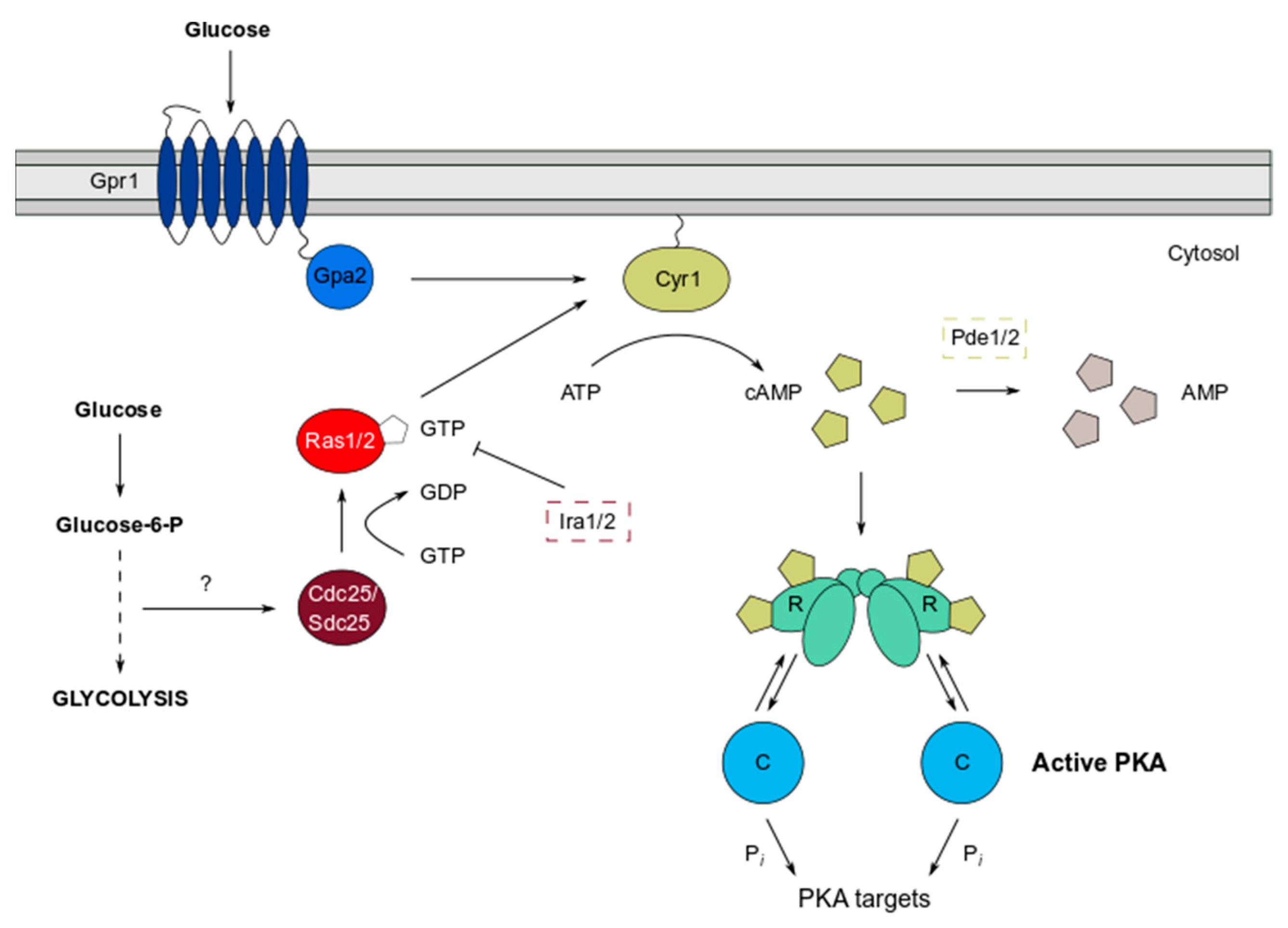 Biomolecules 12 00958 g001 Biomolecules 12 00958 g001