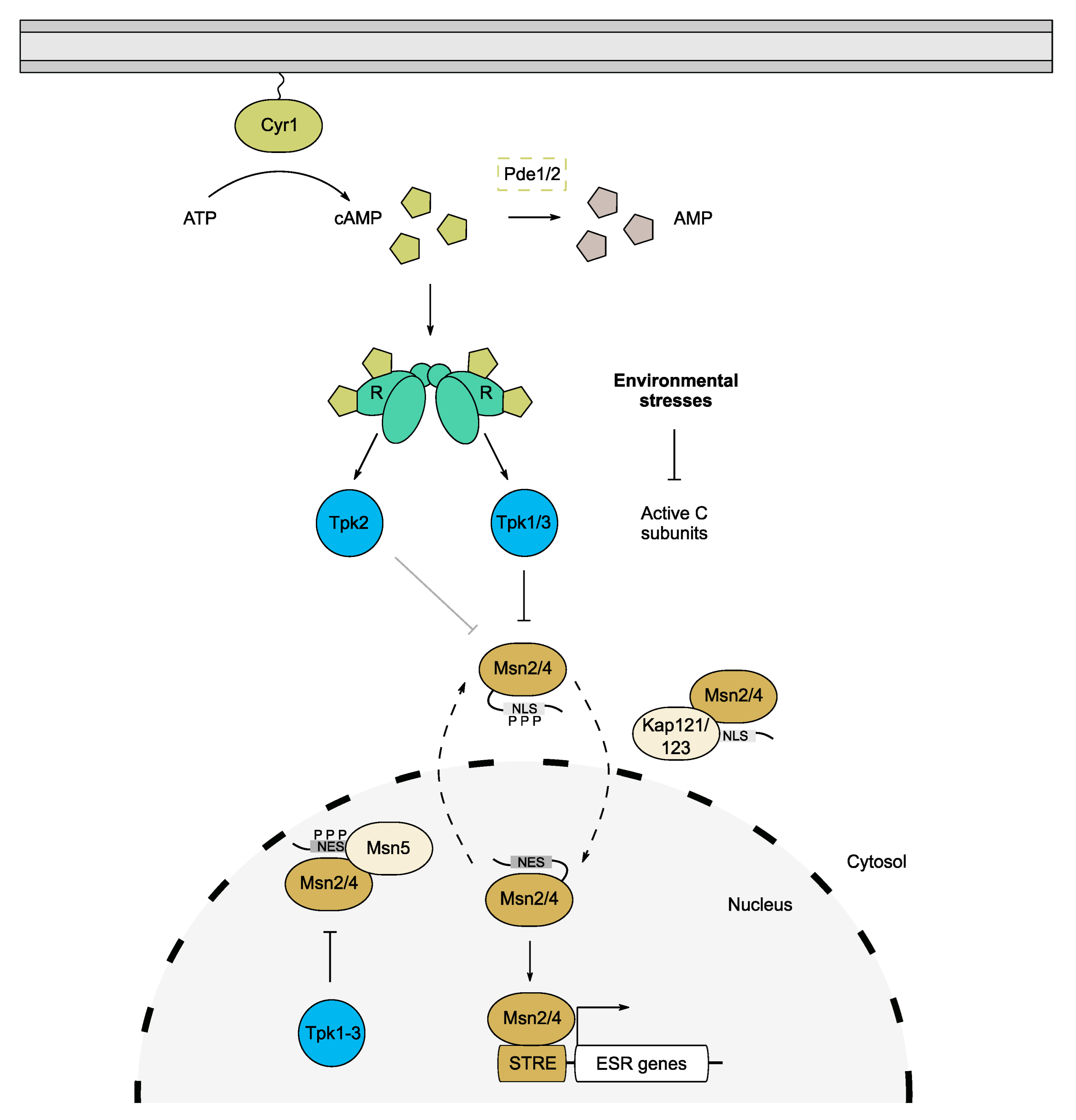Biomolecules 12 00958 g003 Biomolecules 12 00958 g003