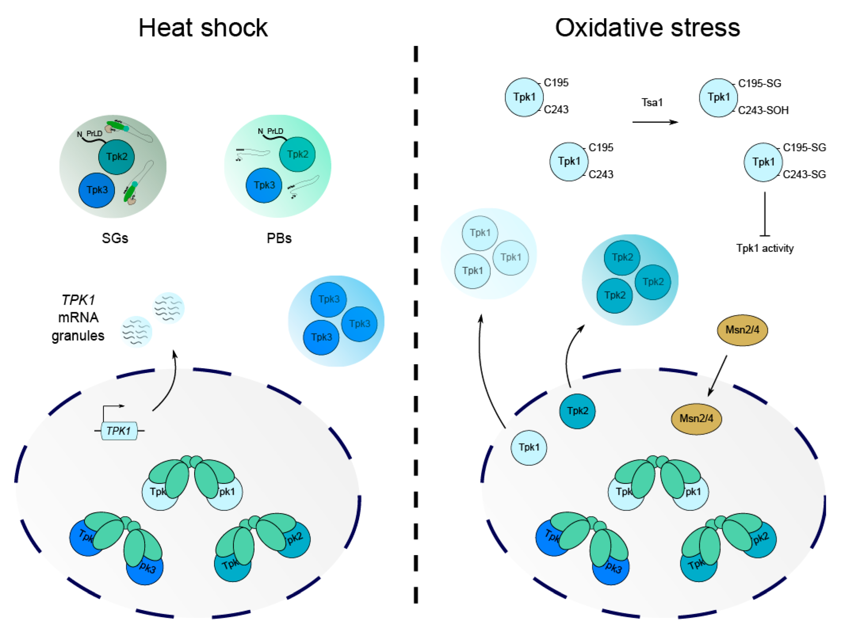 Biomolecules 12 00958 g004 Biomolecules 12 00958 g004