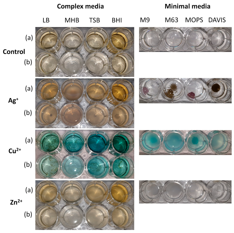 Biomolecules 12 00963 g003