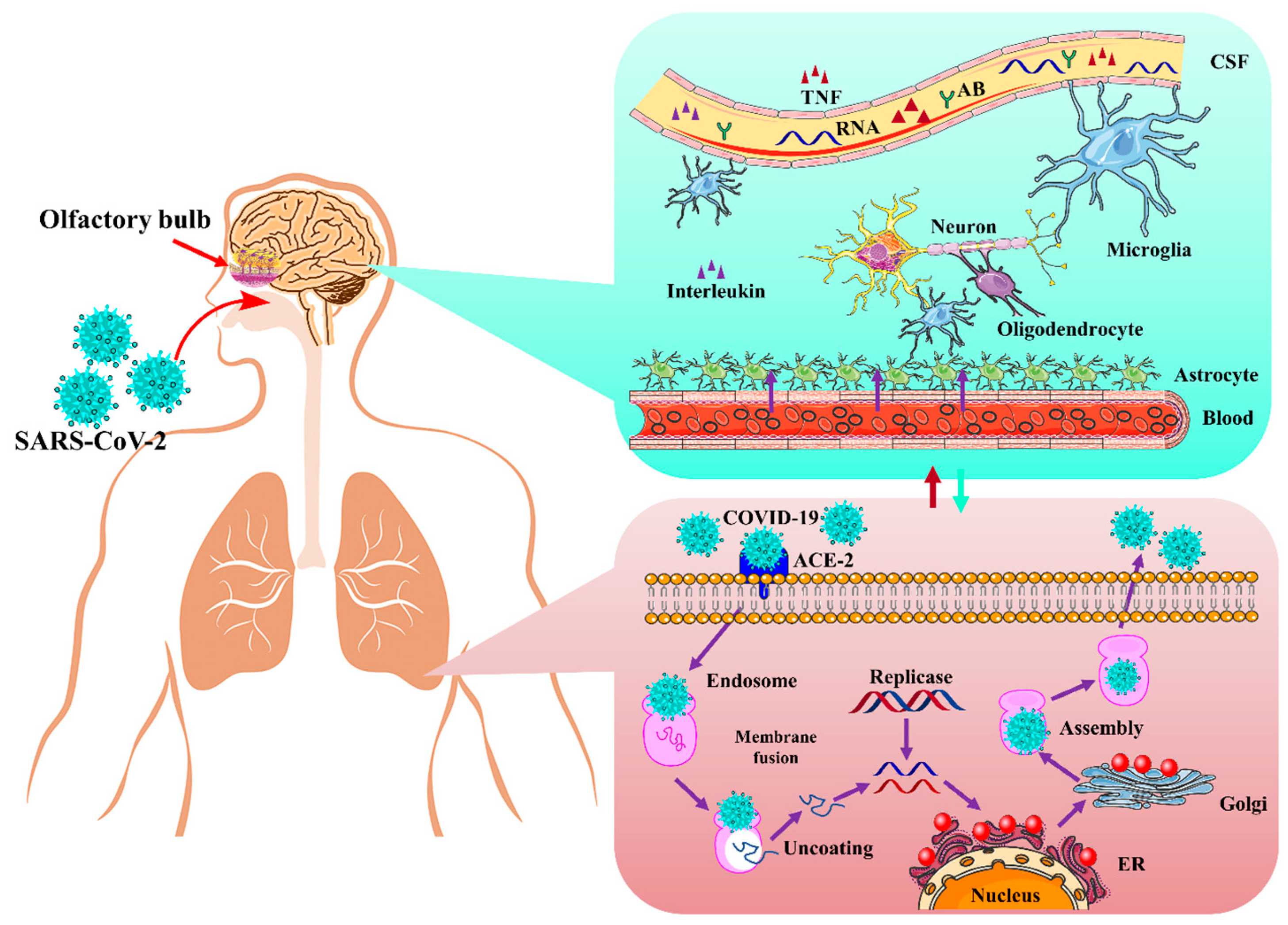 Biomolecules 12 00971 g004