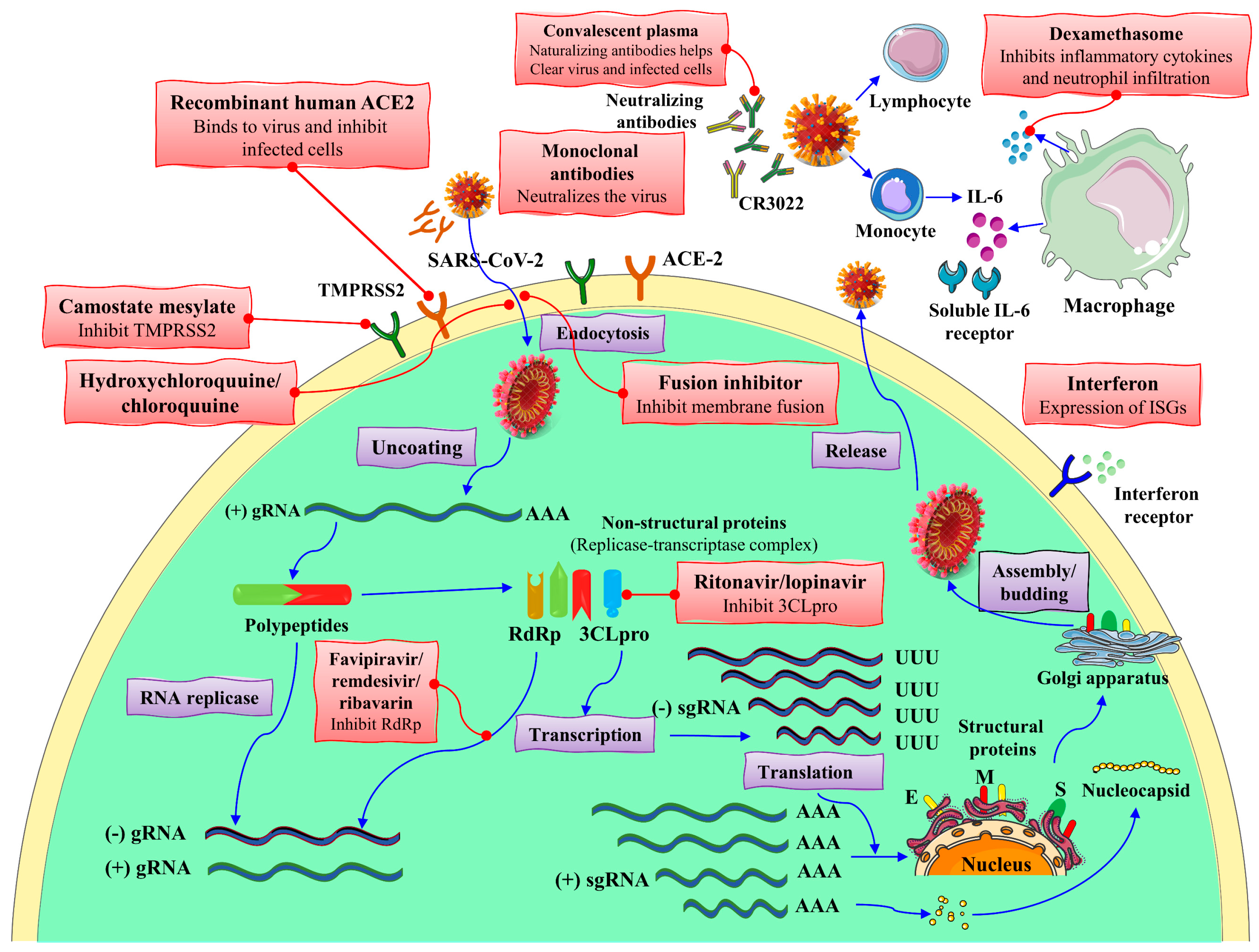 Biomolecules 12 00971 g007