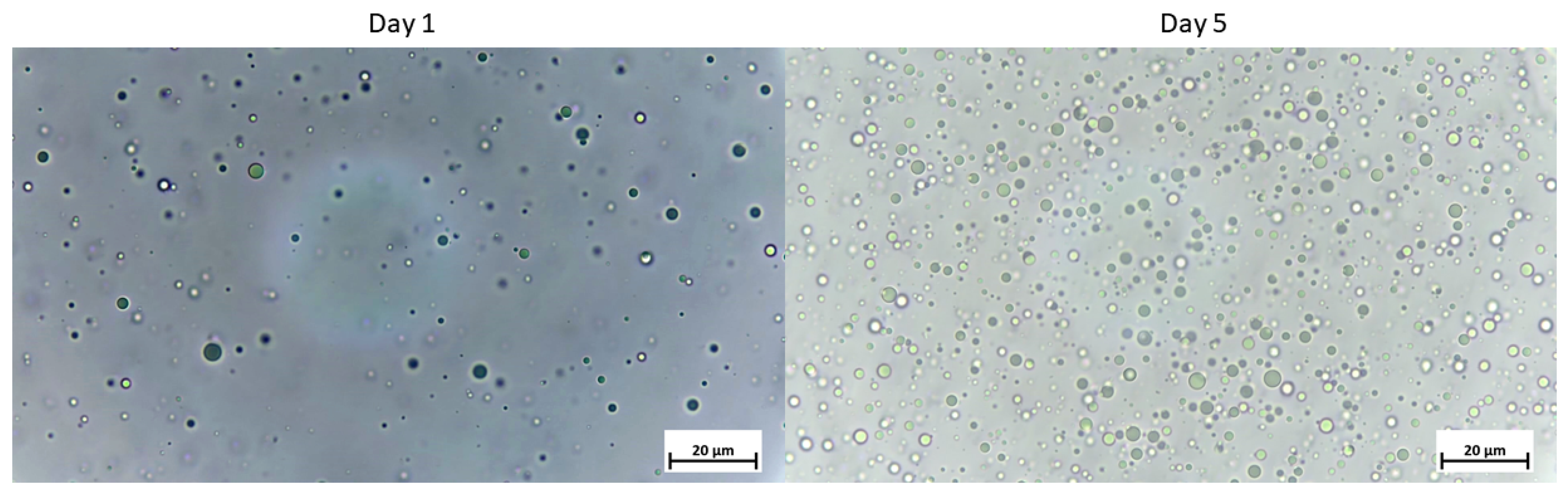 Biomolecules 12 00975 g001