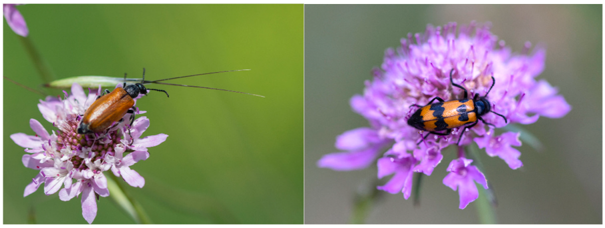 Biomolecules 12 00988 g001