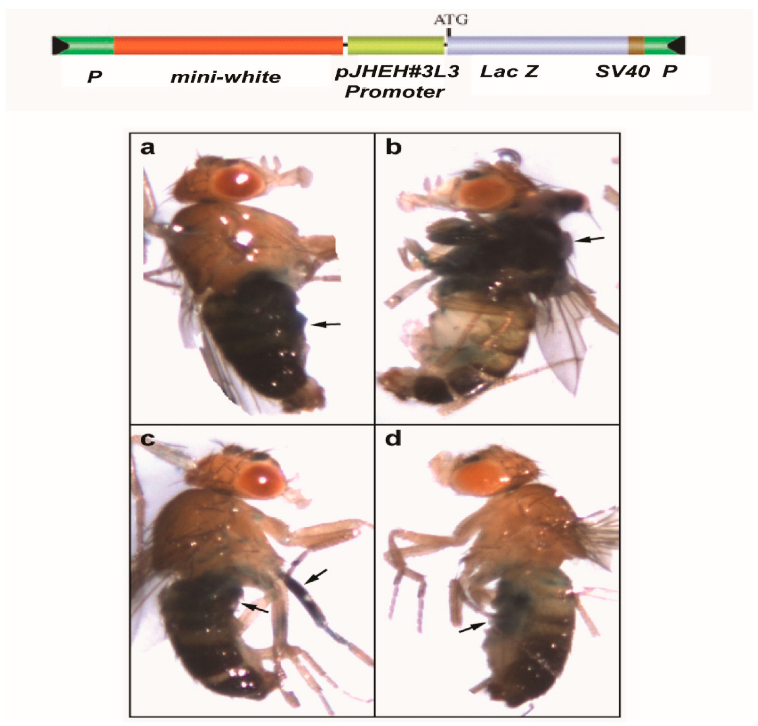 Biomolecules 12 00991 g012