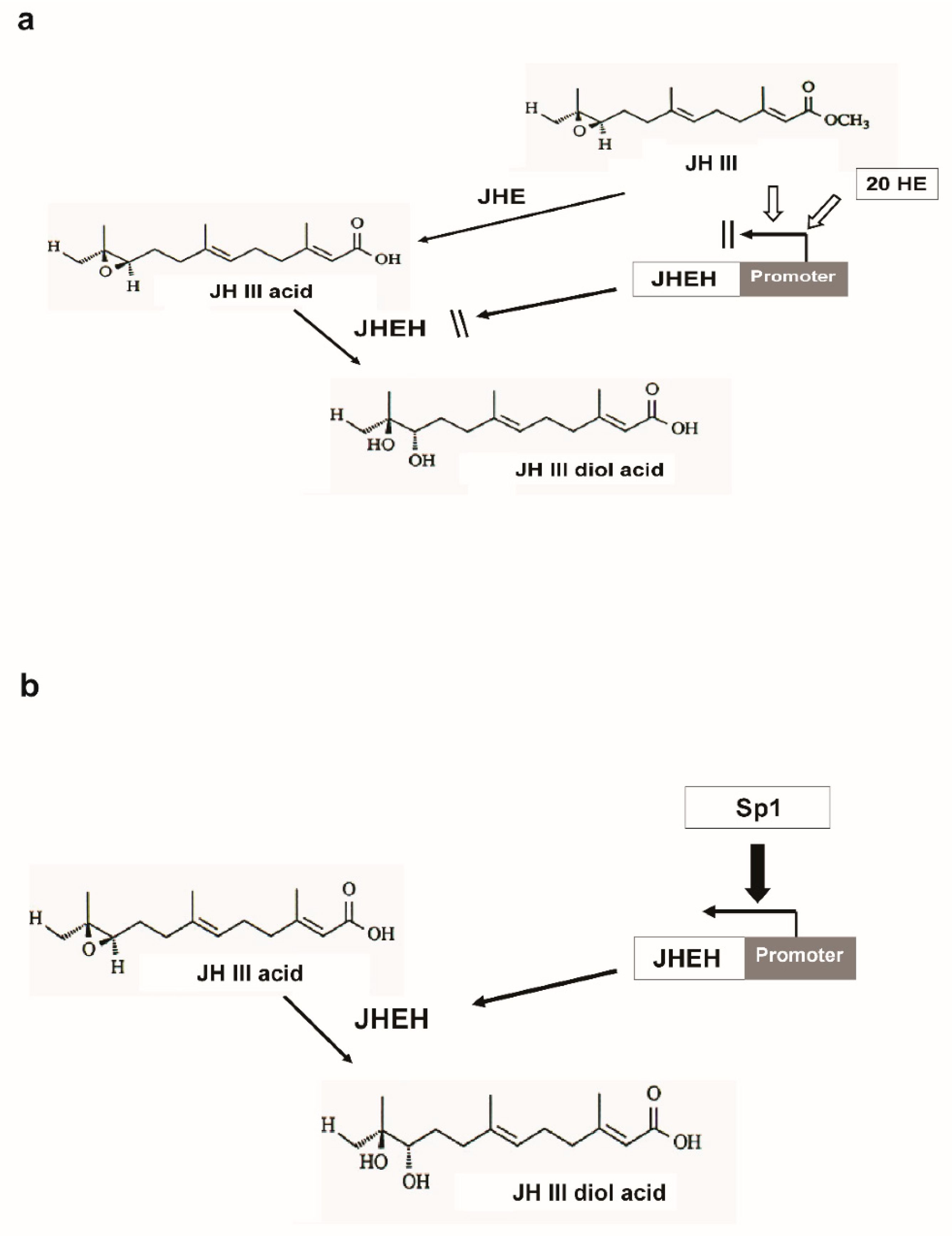 Biomolecules 12 00991 g013