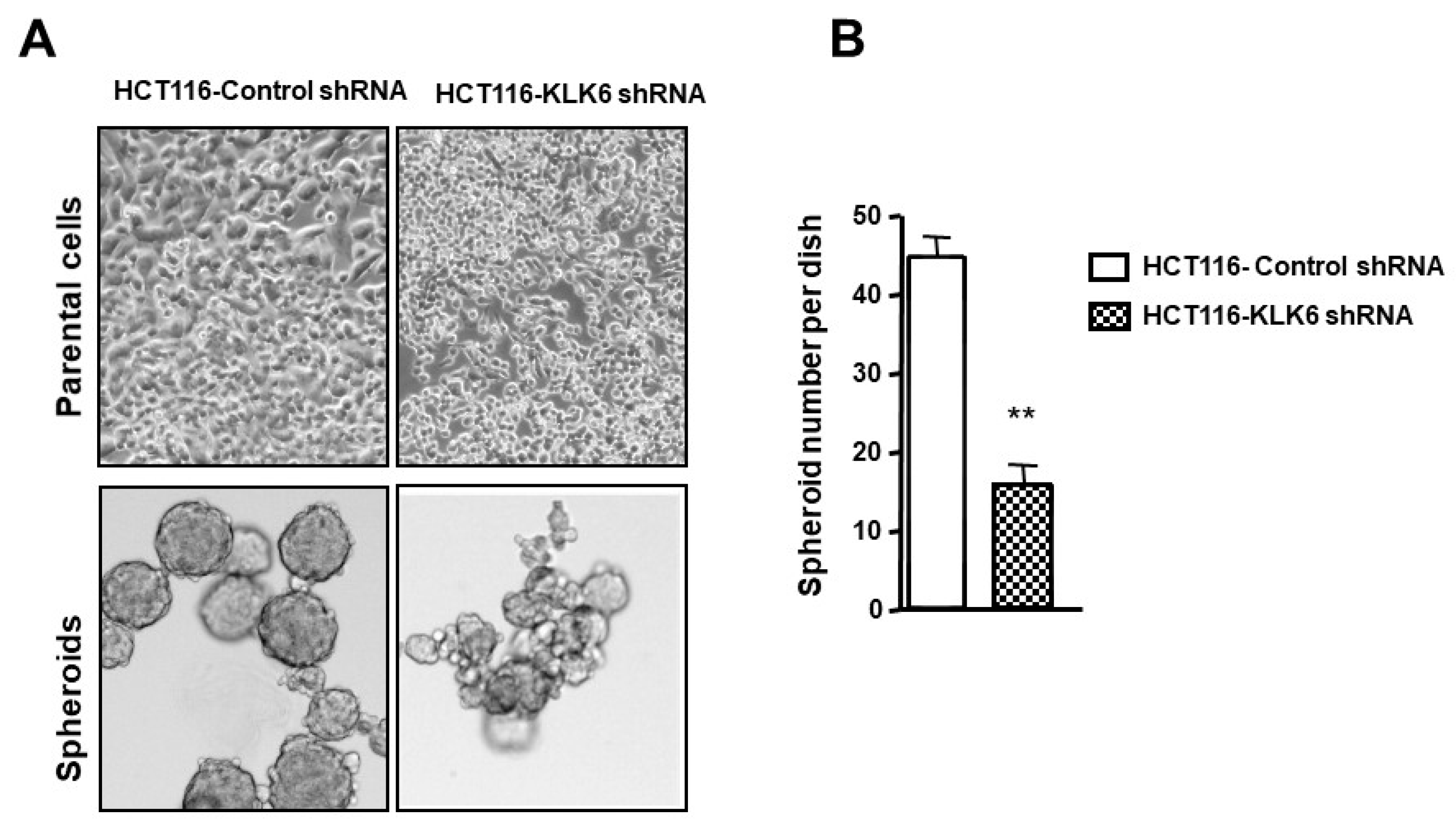 Biomolecules 12 01003 g007 Biomolecules 12 01003 g007
