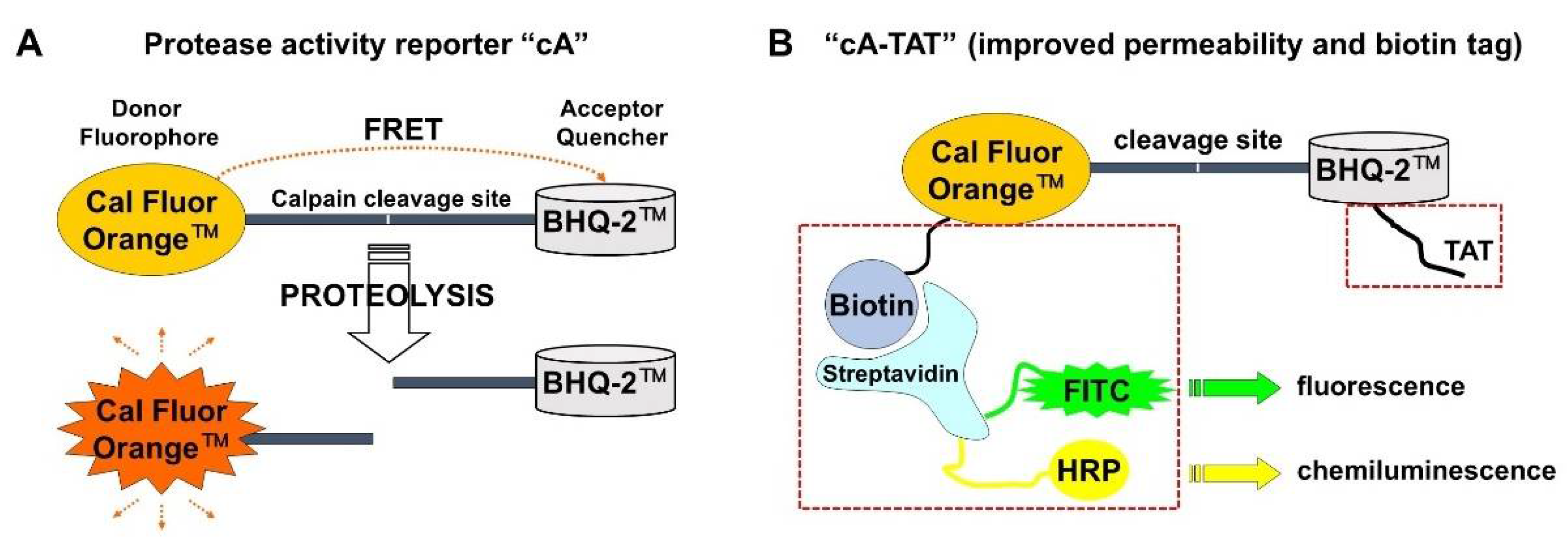 Biomolecules 12 01004 g001