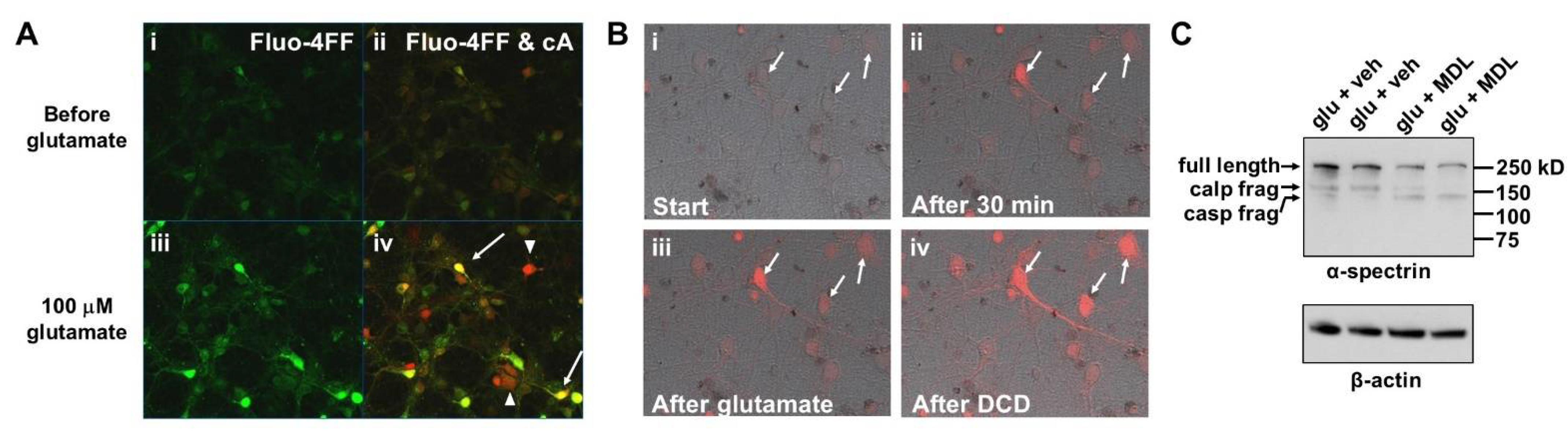 Biomolecules 12 01004 g002