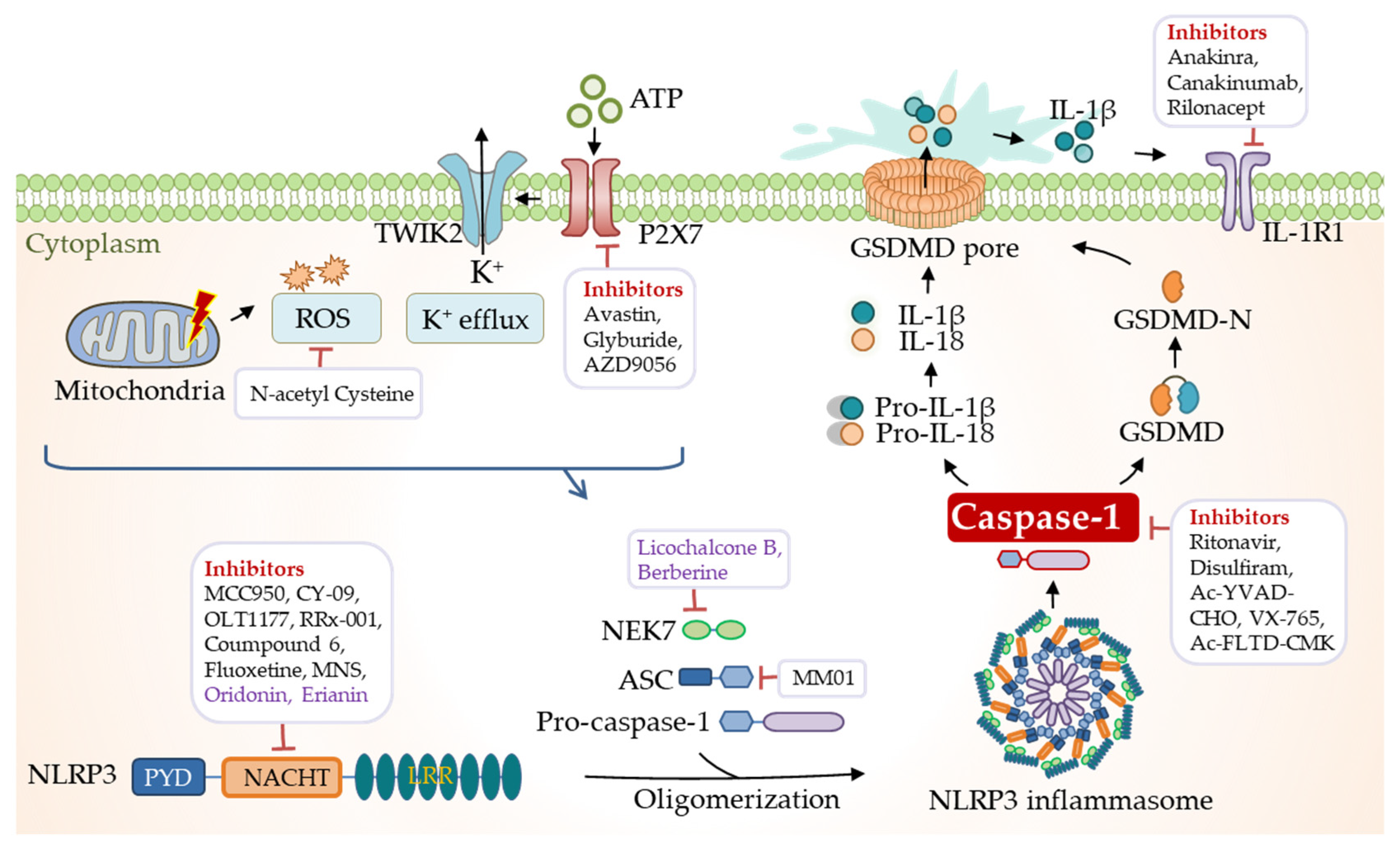 Biomolecules 12 01005 g005