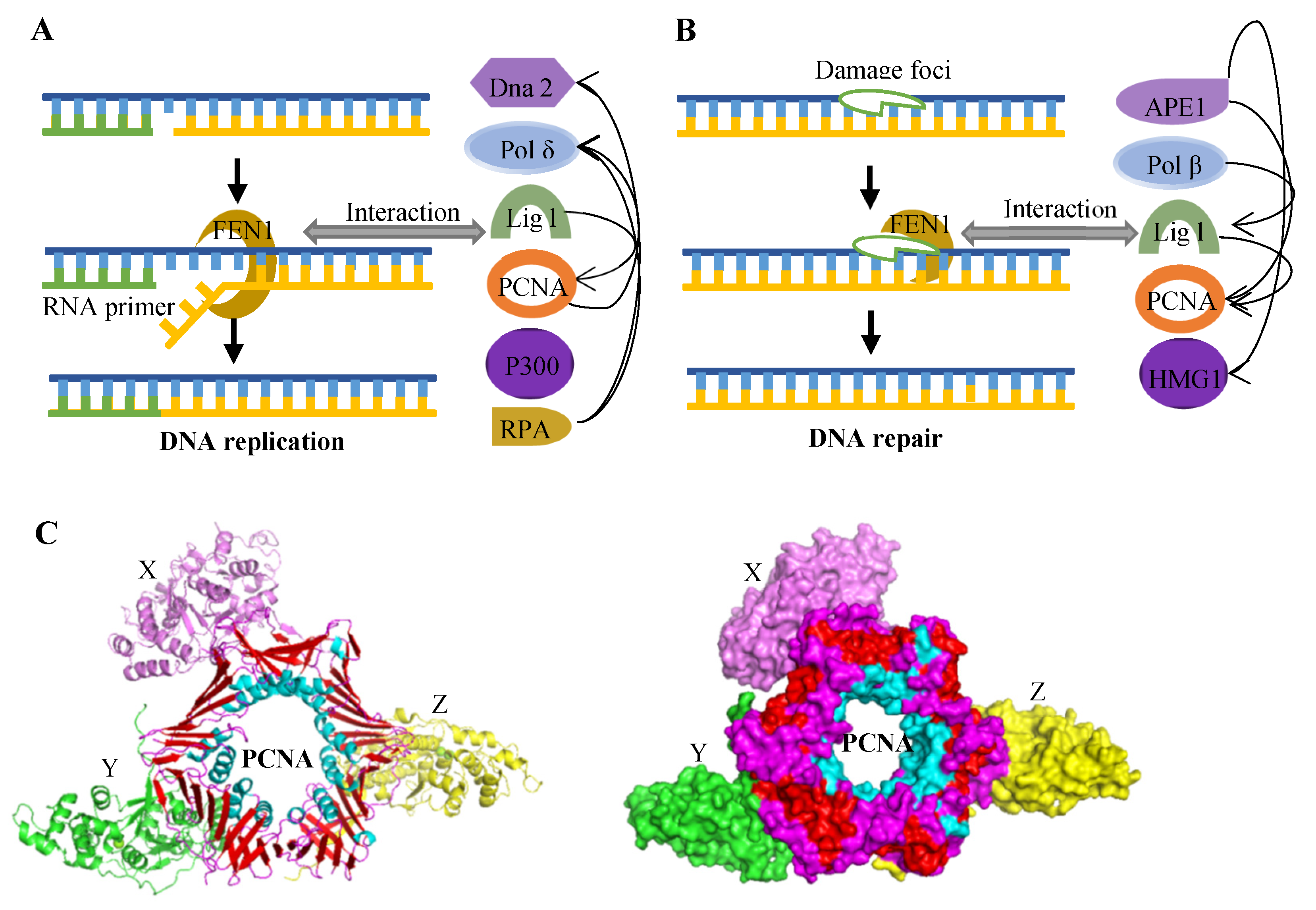 Biomolecules 12 01007 g003