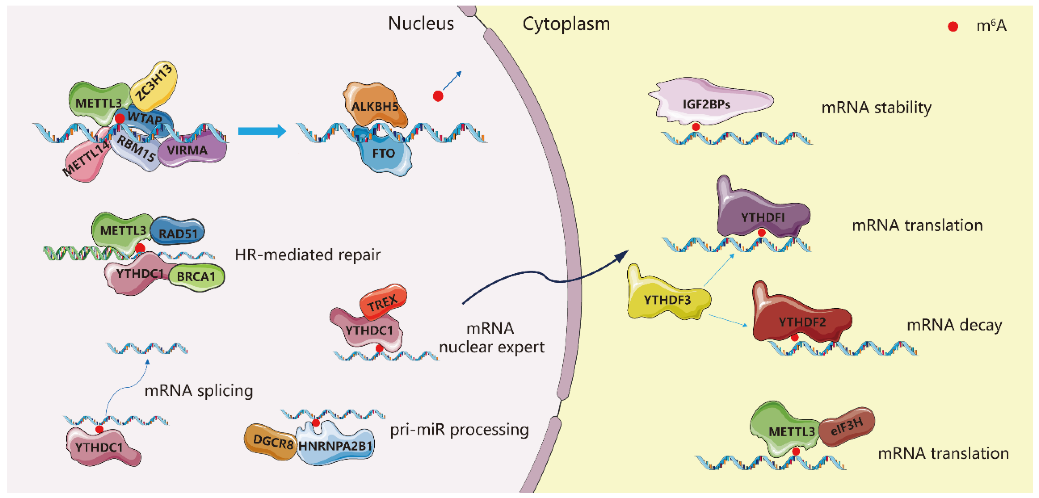 Biomolecules 12 01042 g001