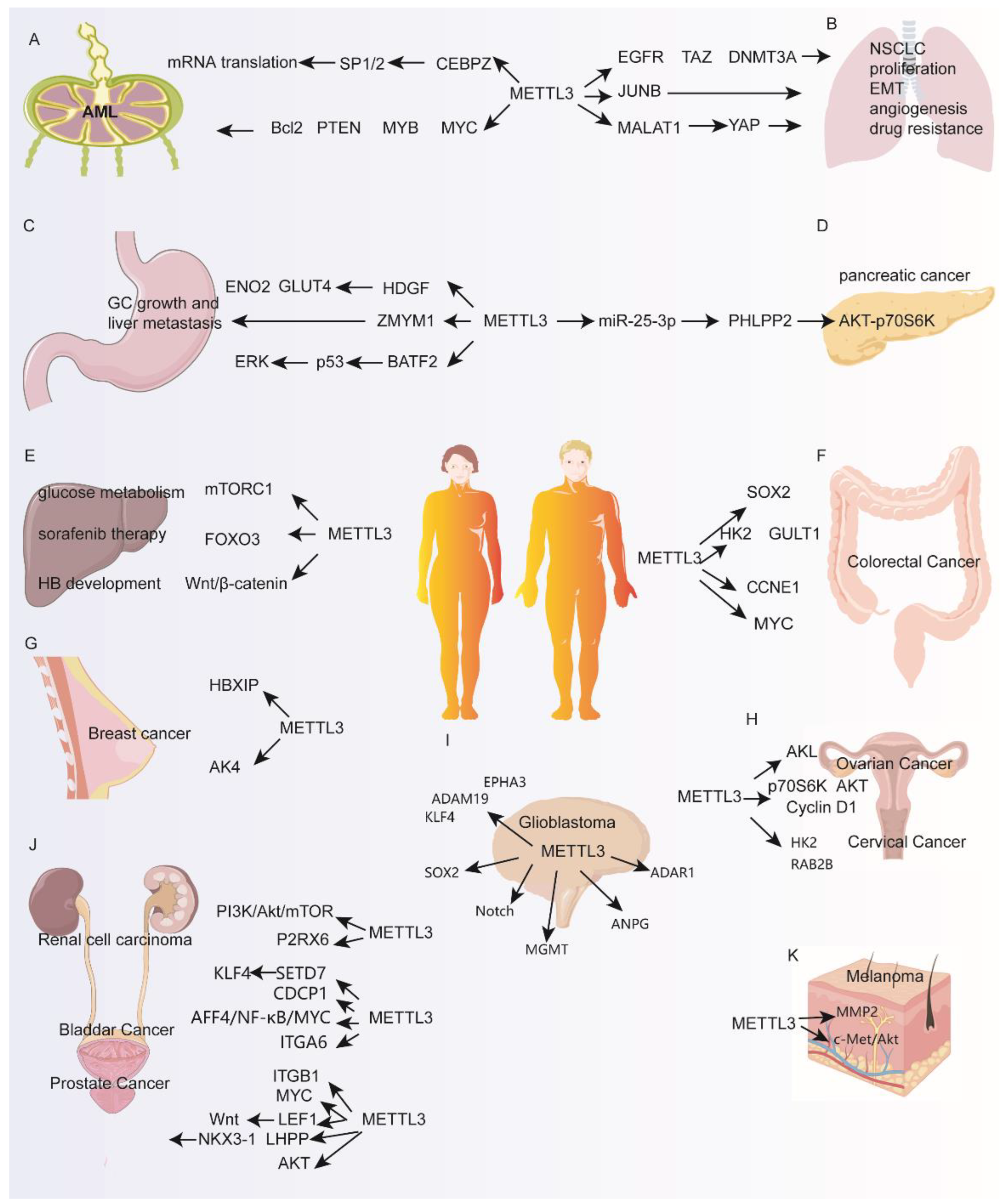 Biomolecules 12 01042 g002