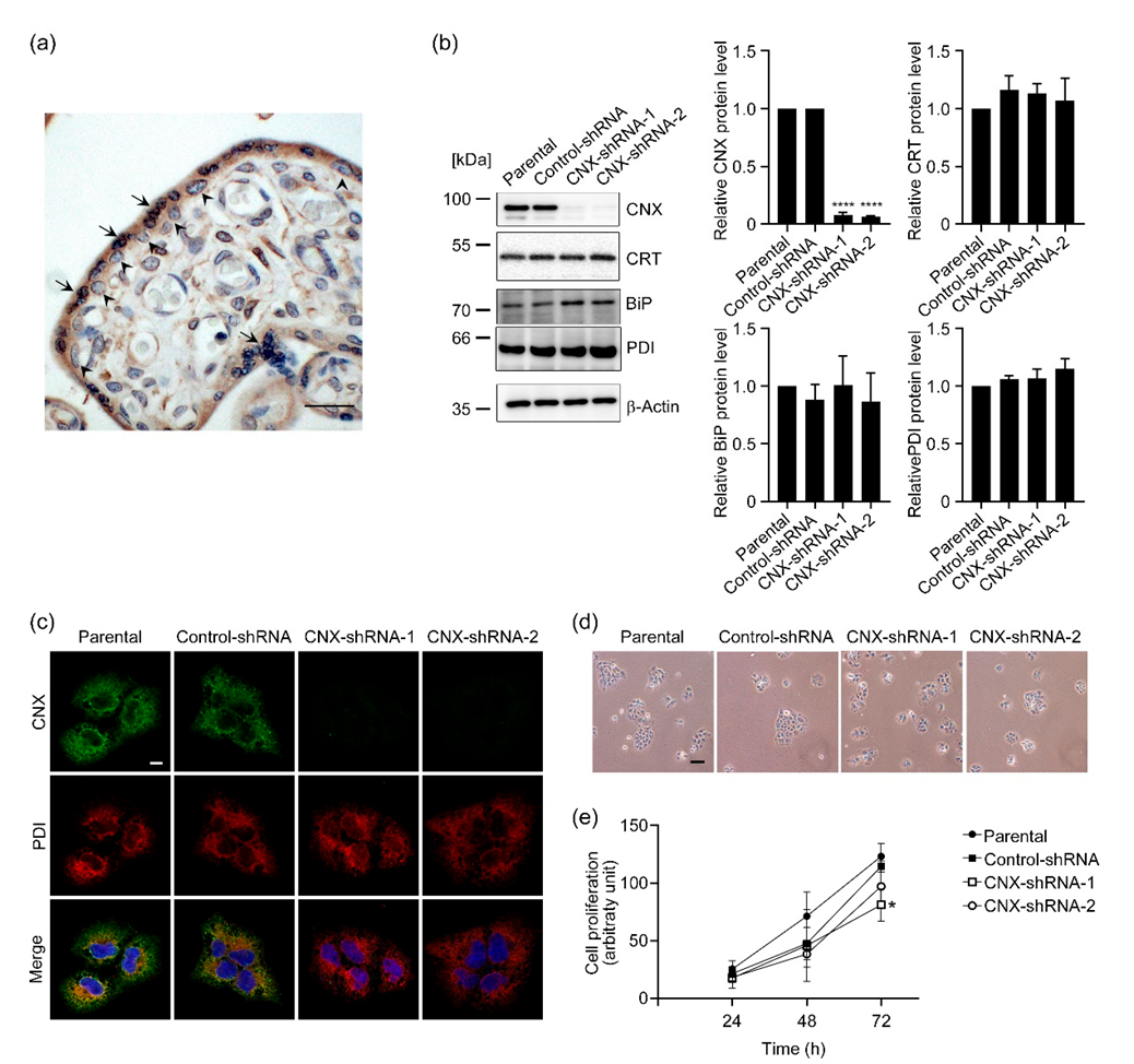 Biomolecules 12 01050 g001