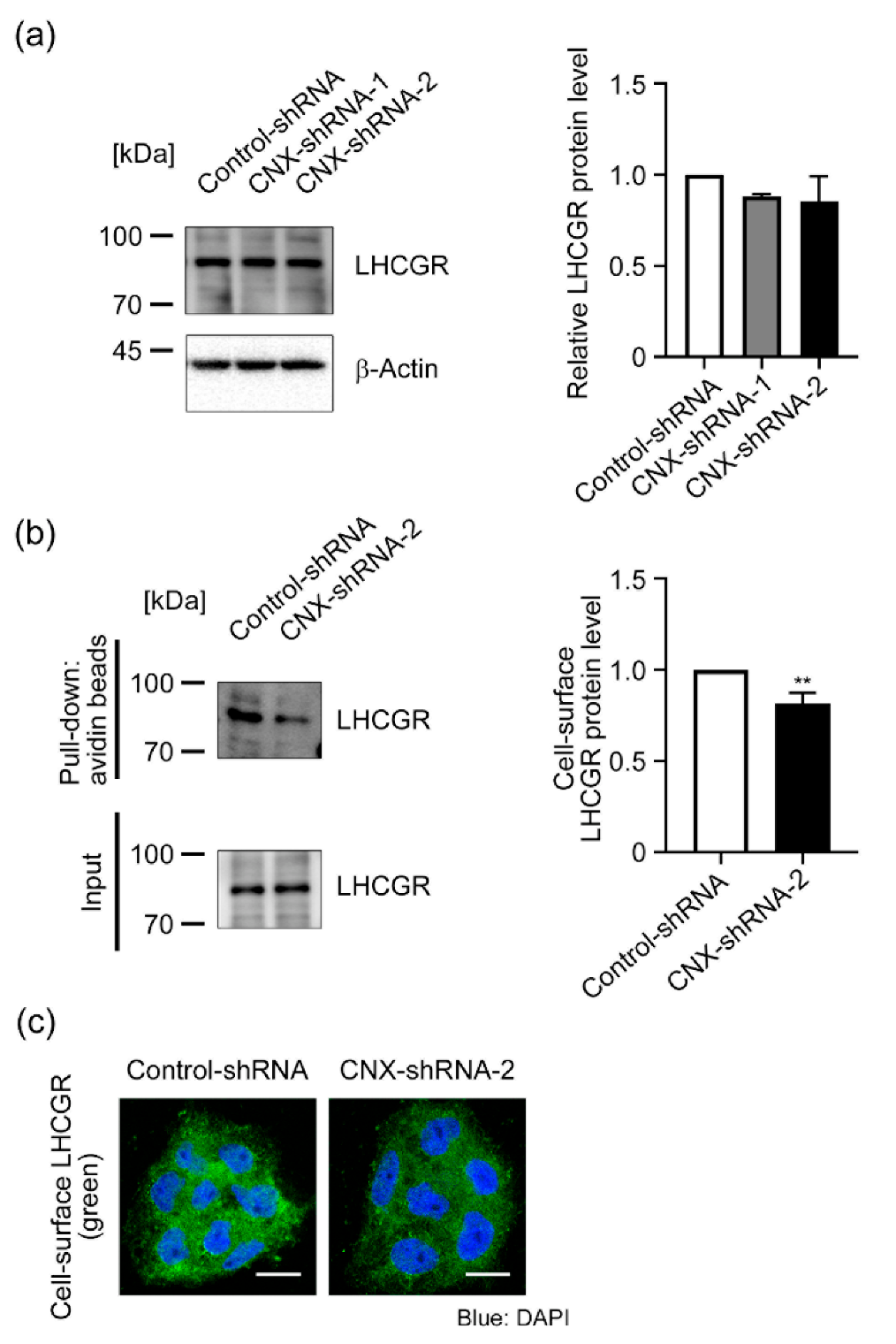 Biomolecules 12 01050 g004