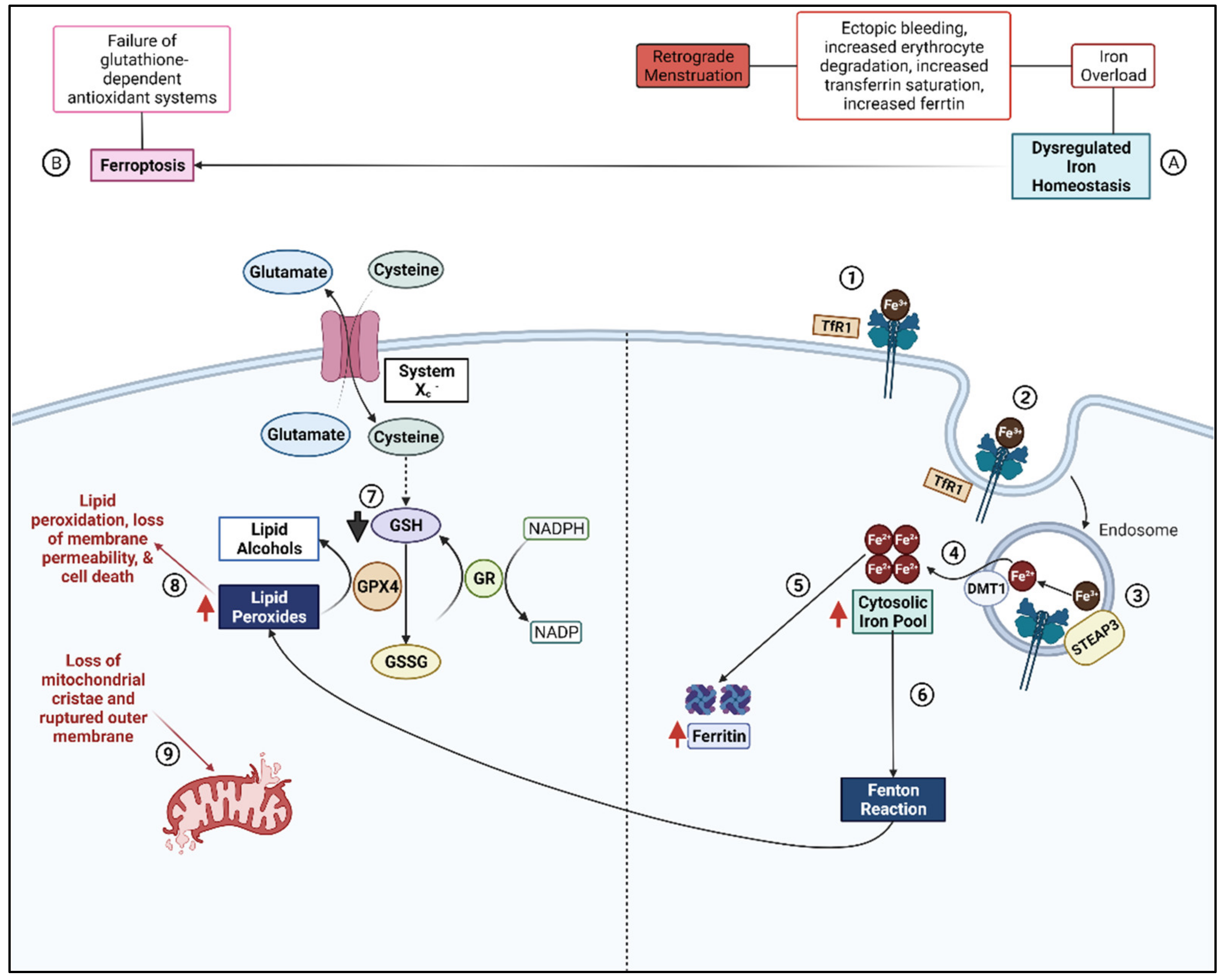 Biomolecules 12 01055 g001 Biomolecules 12 01055 g001