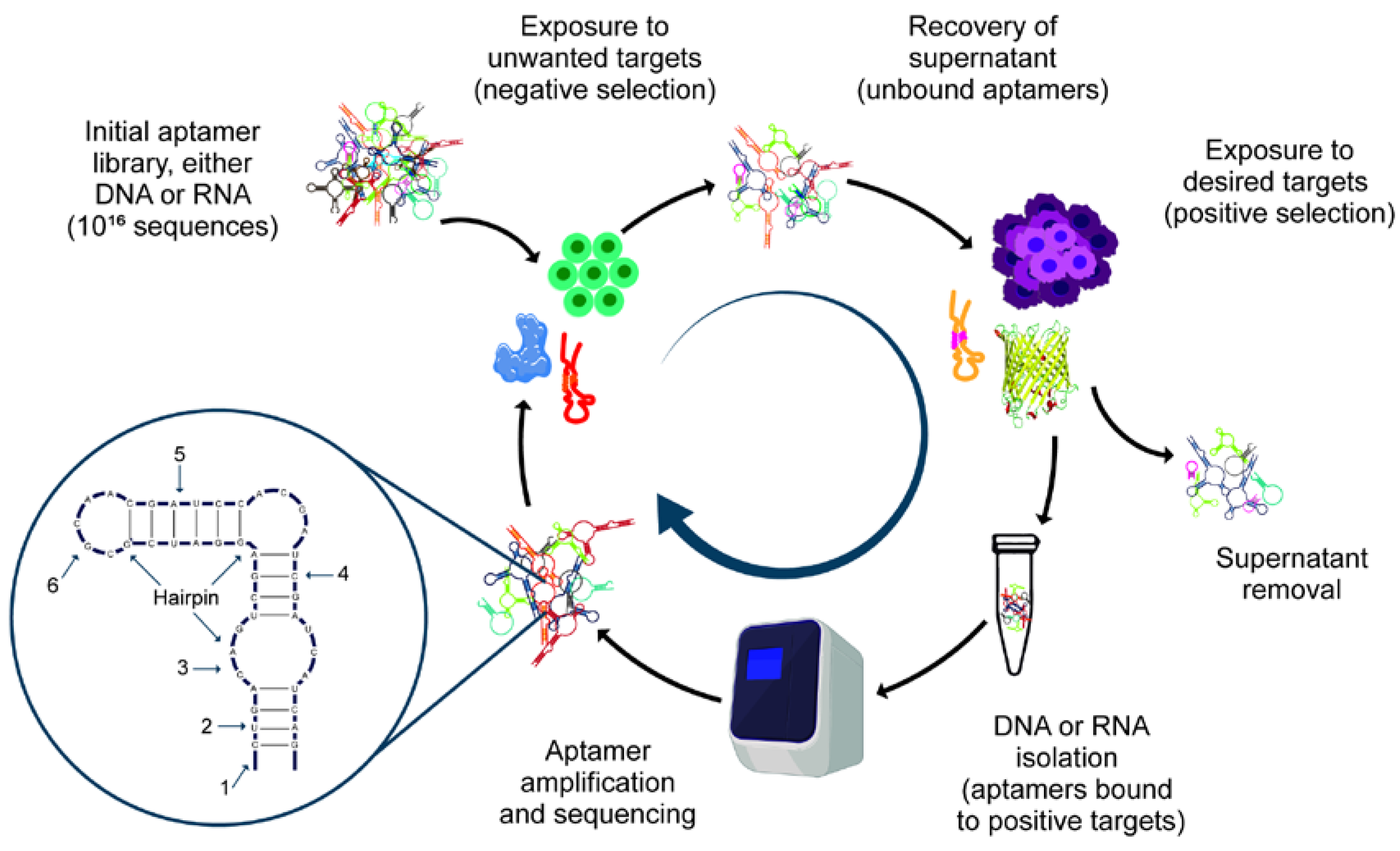 Biomolecules 12 01056 g002