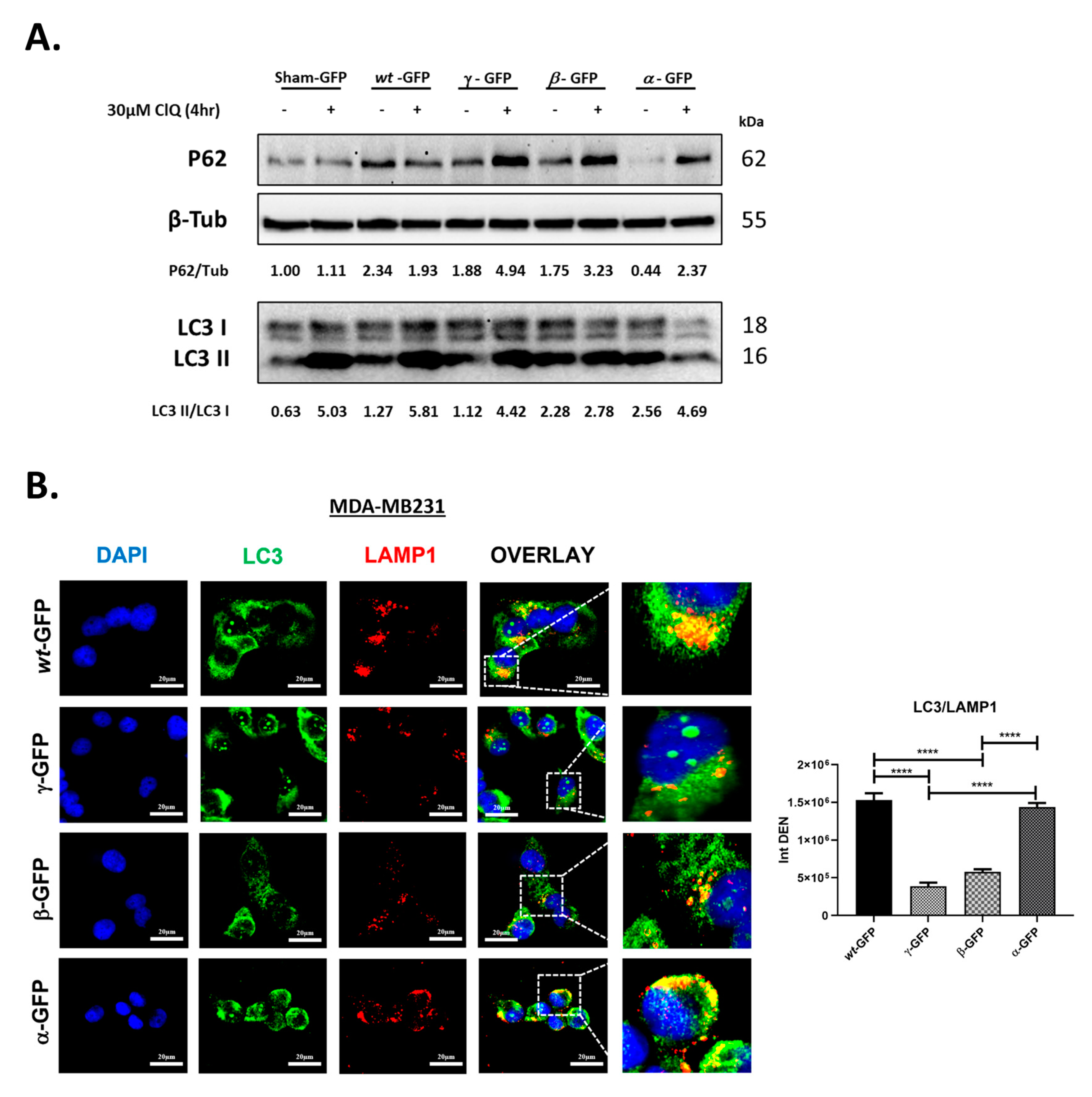 Biomolecules 12 01069 g004
