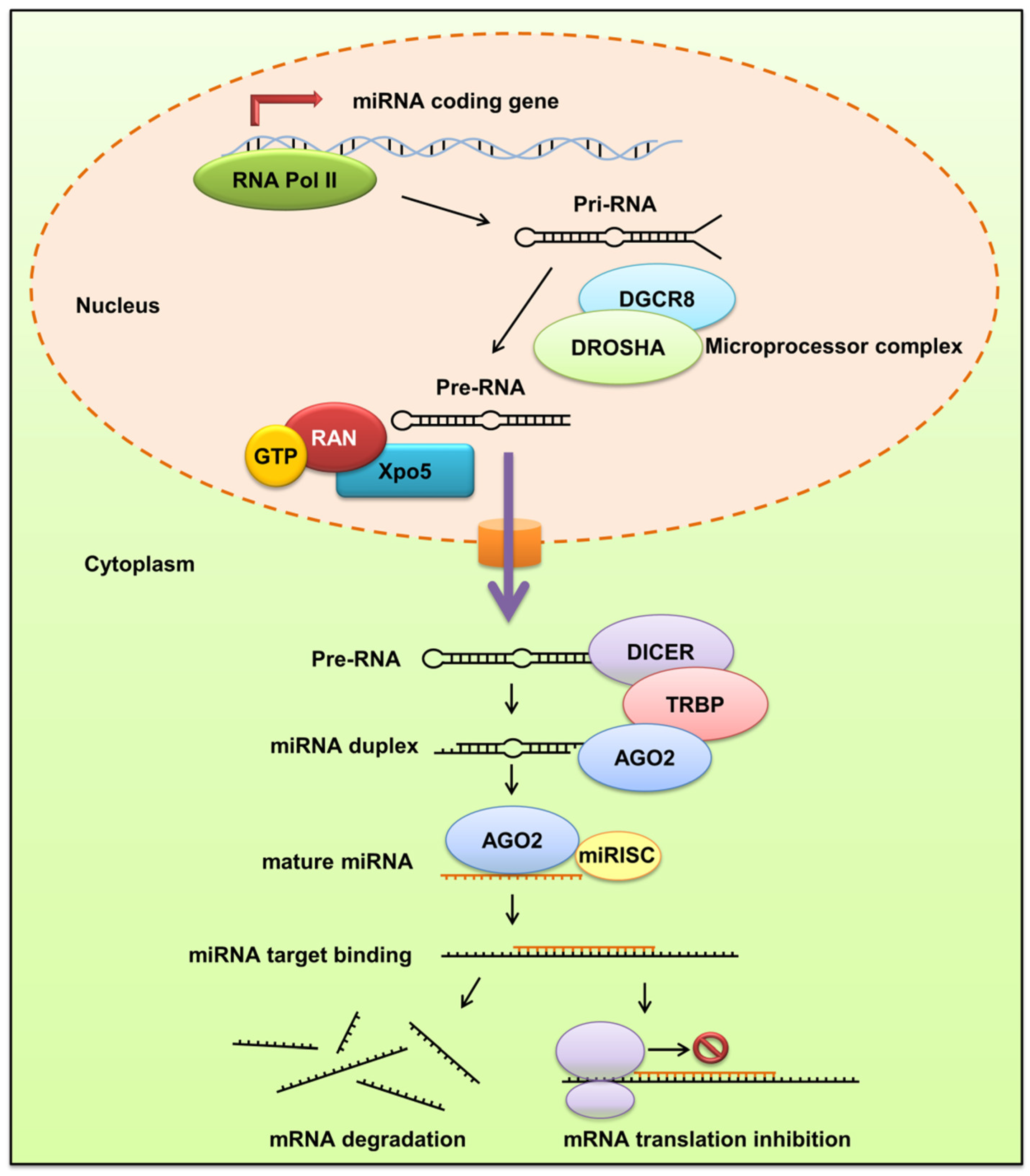 Biomolecules 12 01072 g001