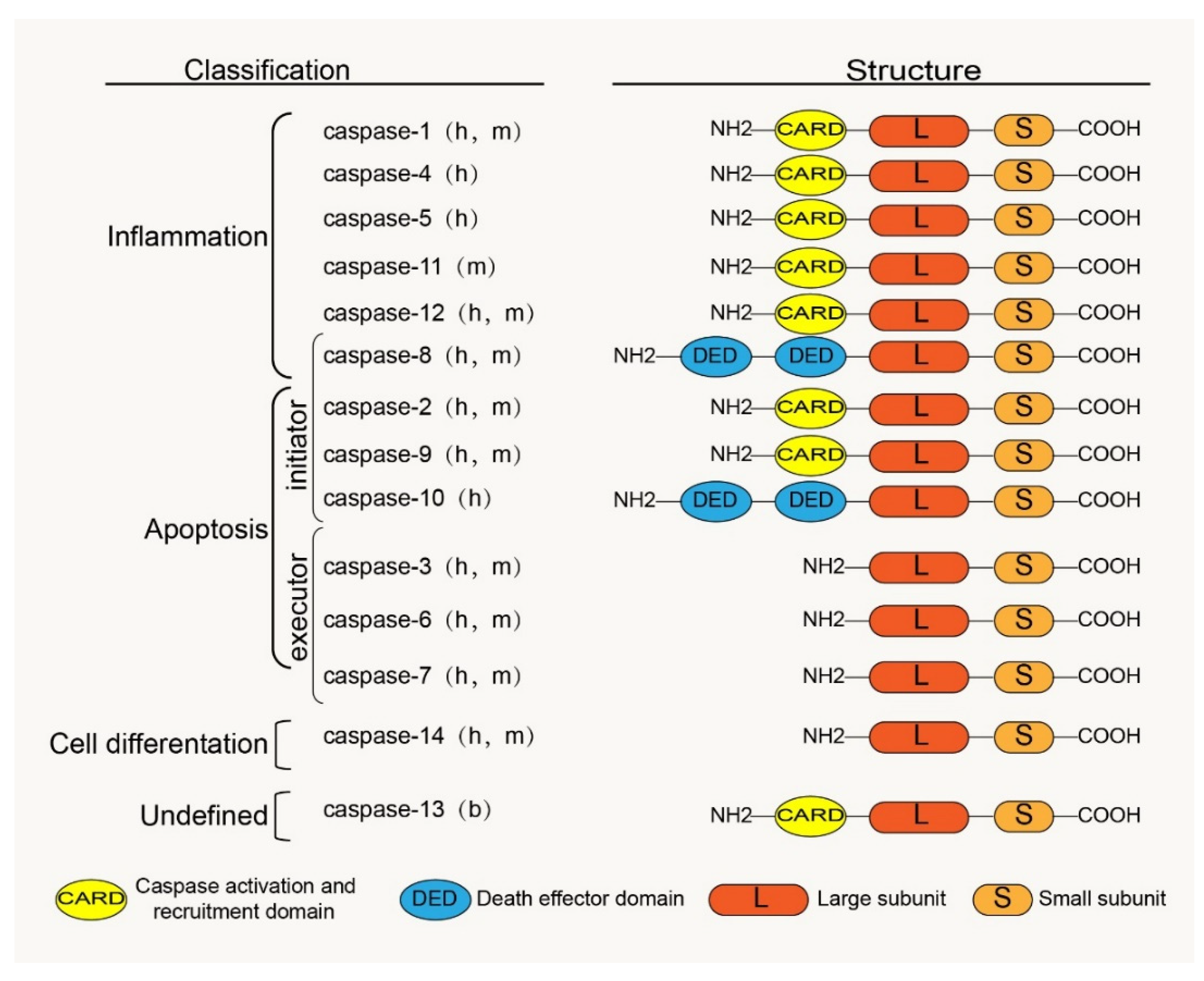 Biomolecules 12 01074 g001