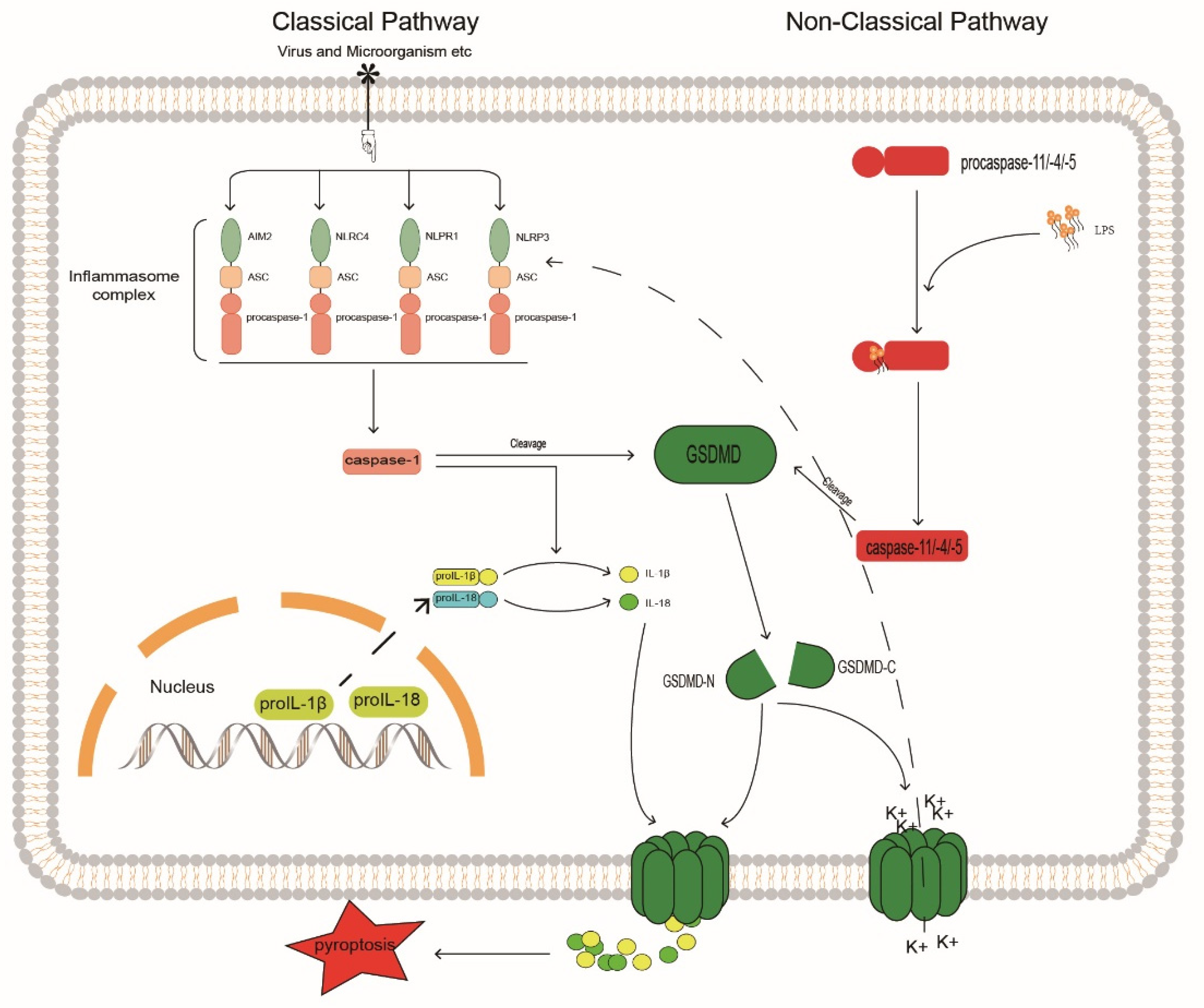 Biomolecules 12 01074 g003