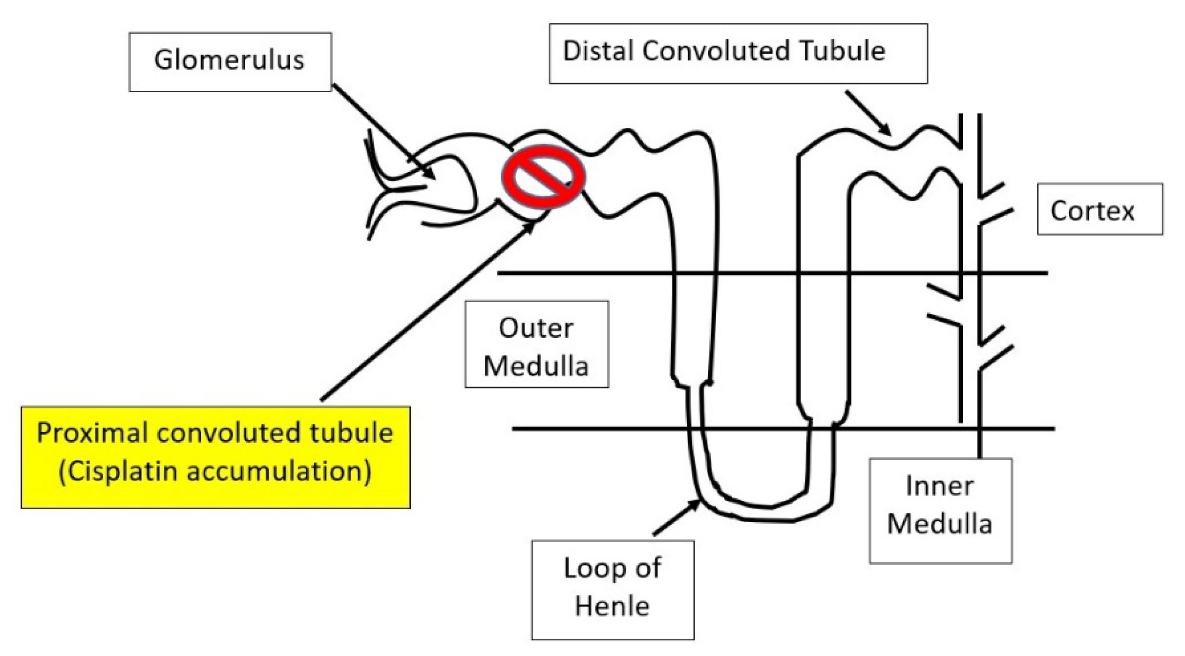 Biomolecules 12 01078 g001