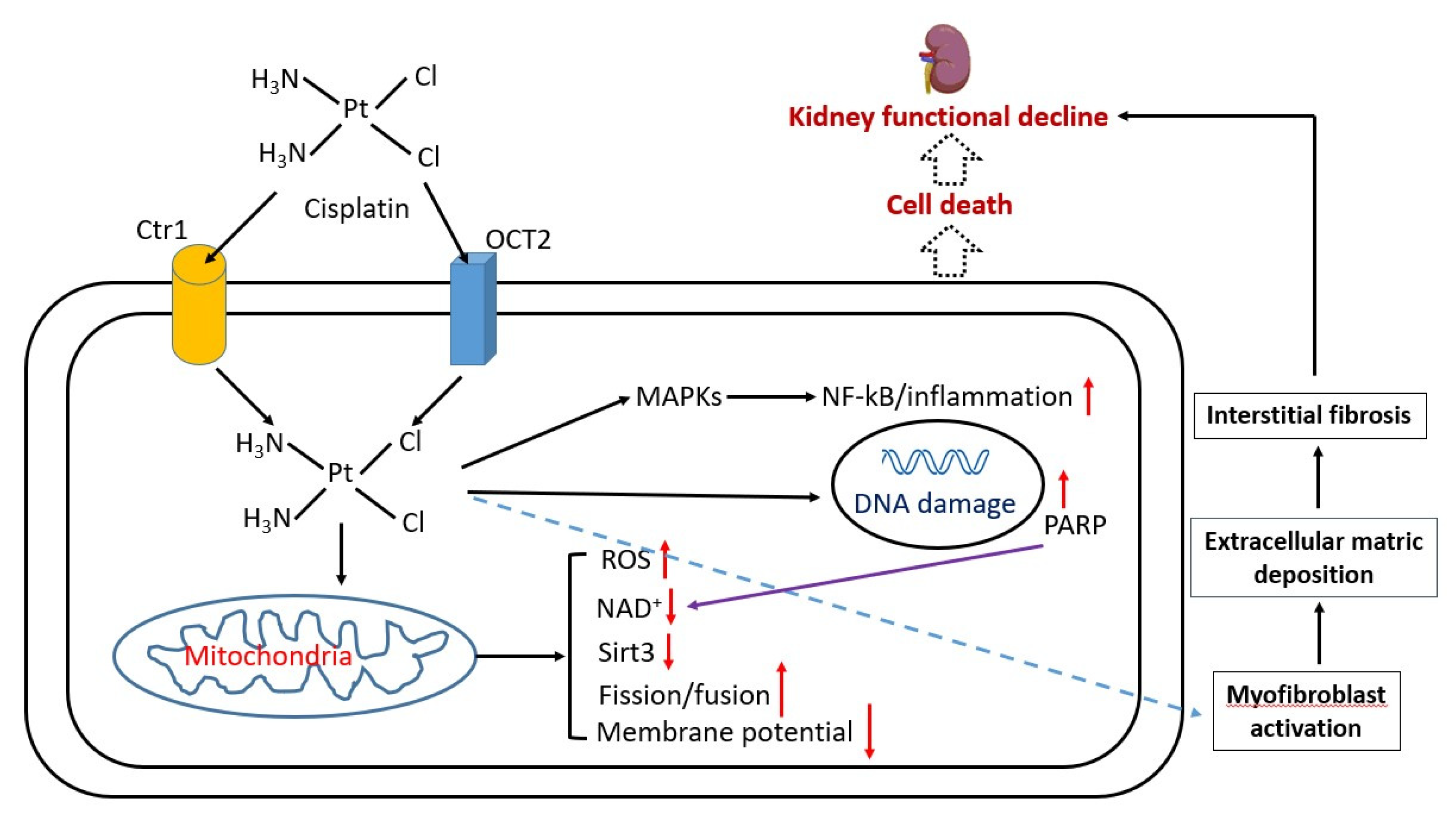 Biomolecules 12 01078 g002