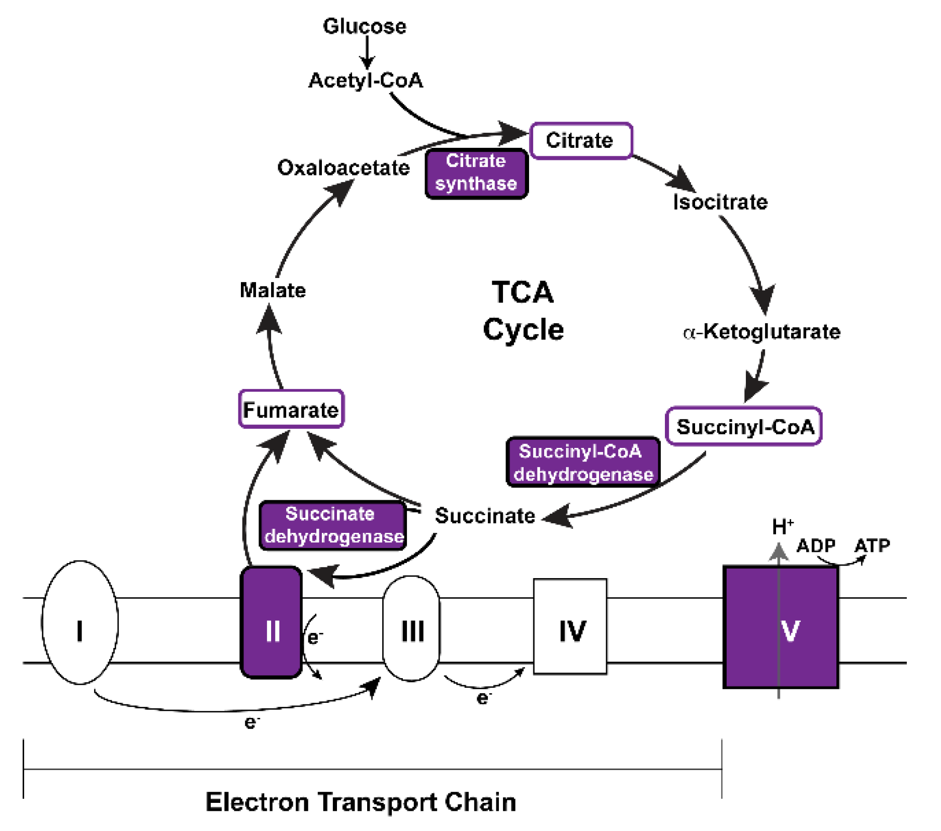 Biomolecules 12 01083 g006