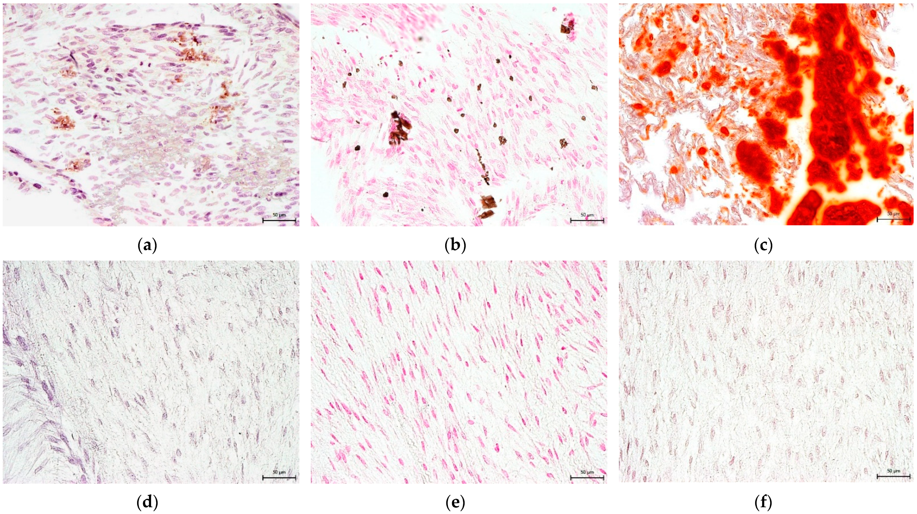 Biomolecules 12 01091 g013
