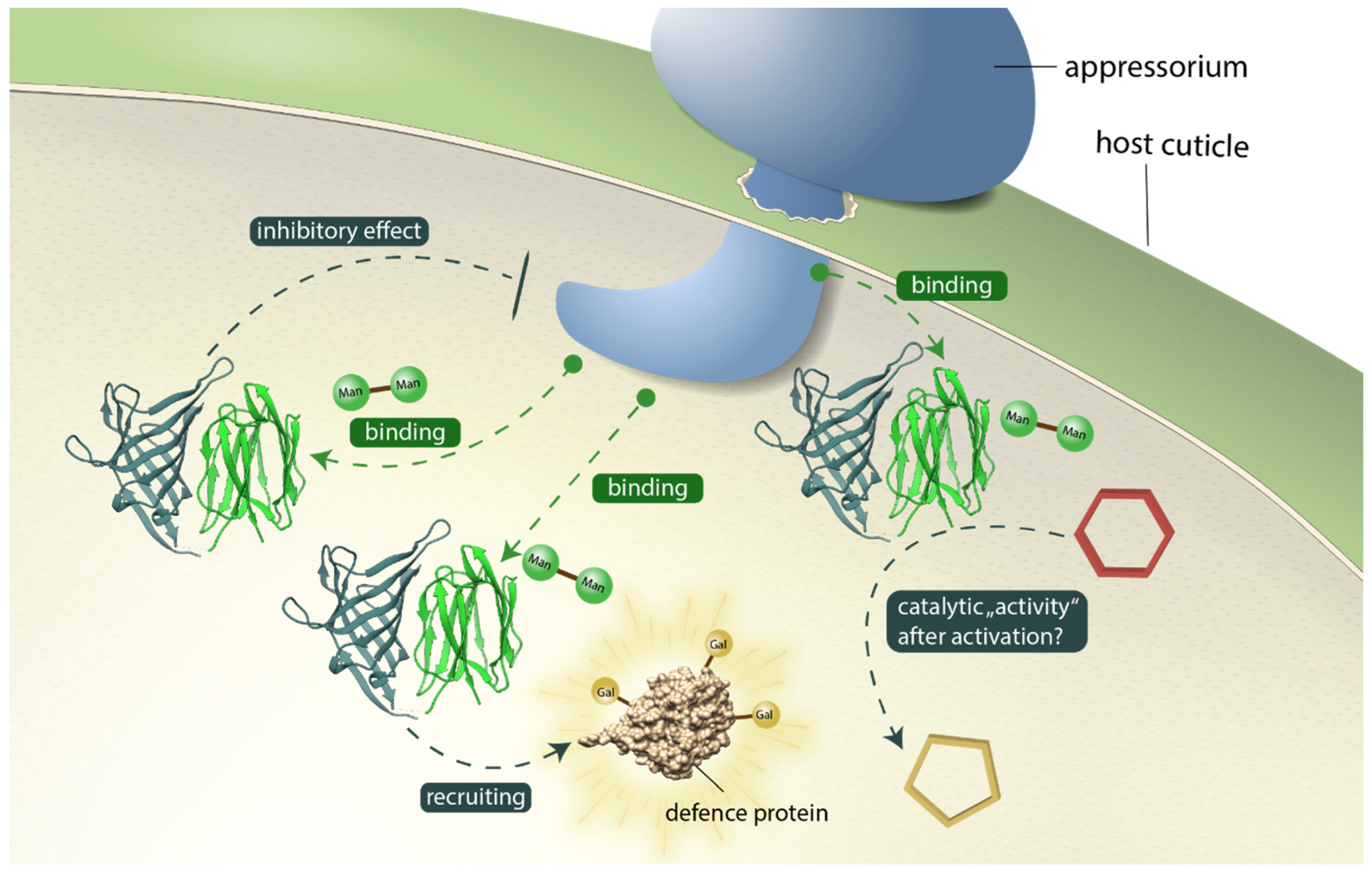 Biomolecules 12 01126 g009 Biomolecules 12 01126 g009