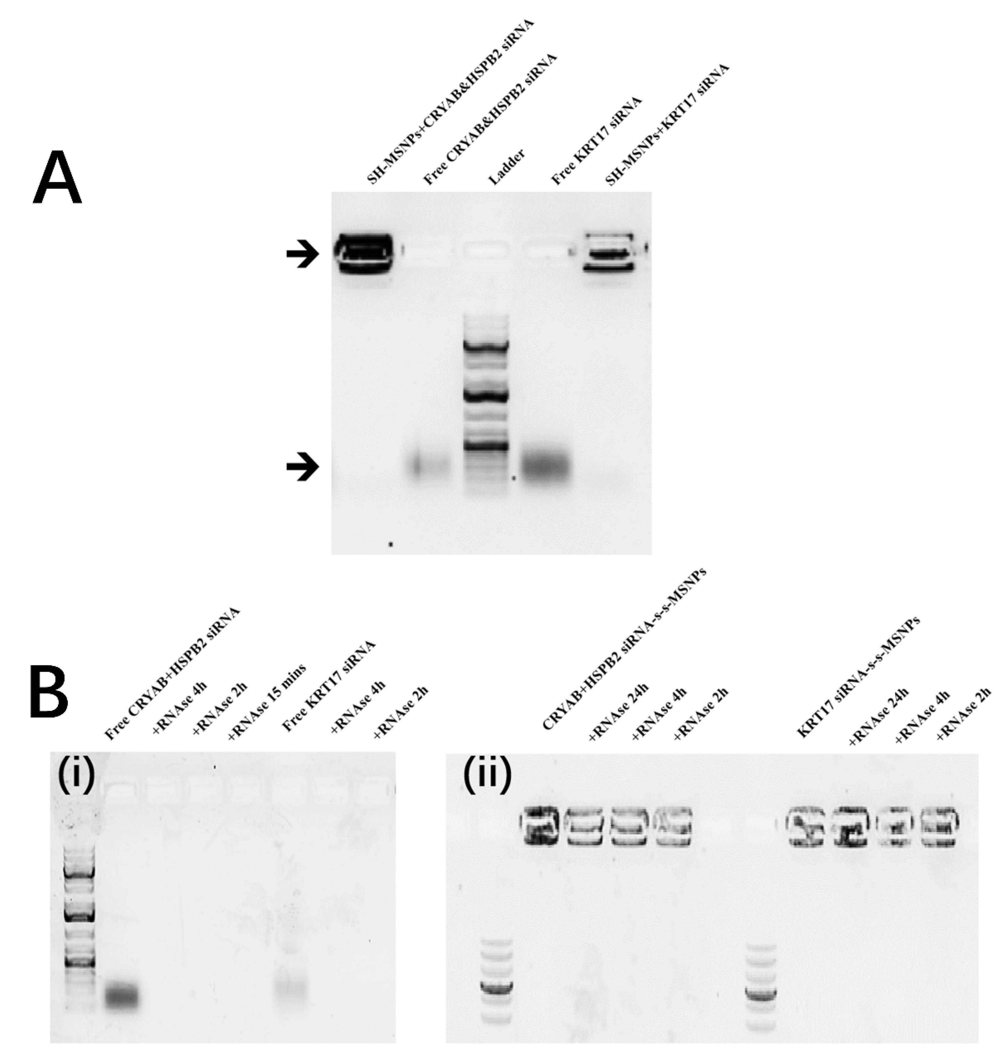 Biomolecules 12 01129 g003