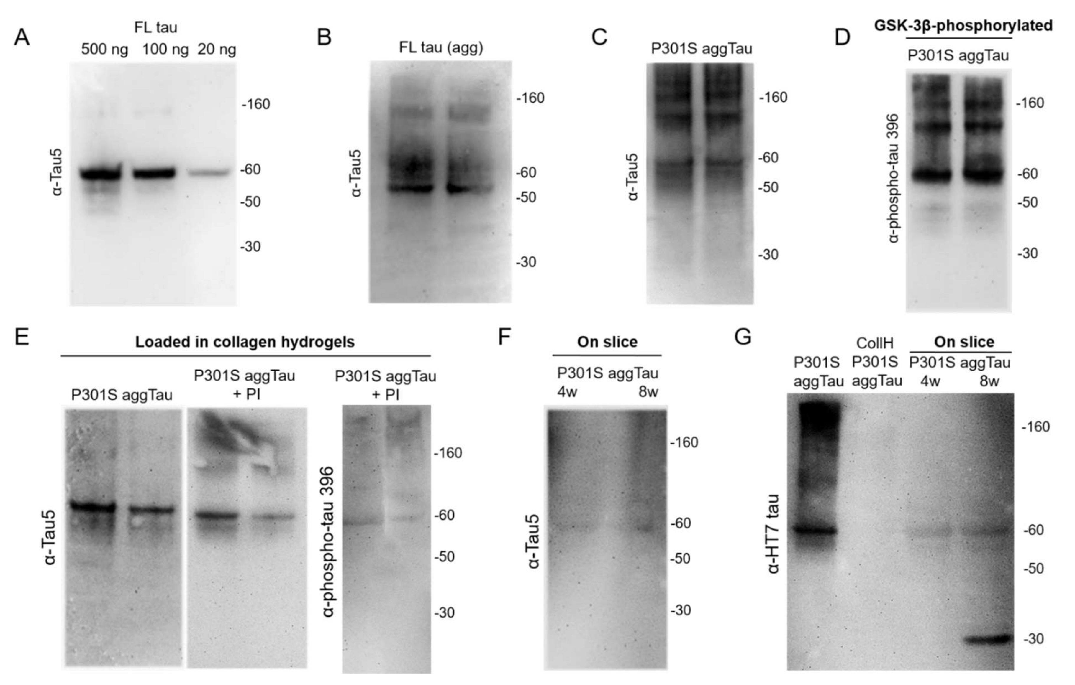 Biomolecules 12 01164 g002 Biomolecules 12 01164 g002