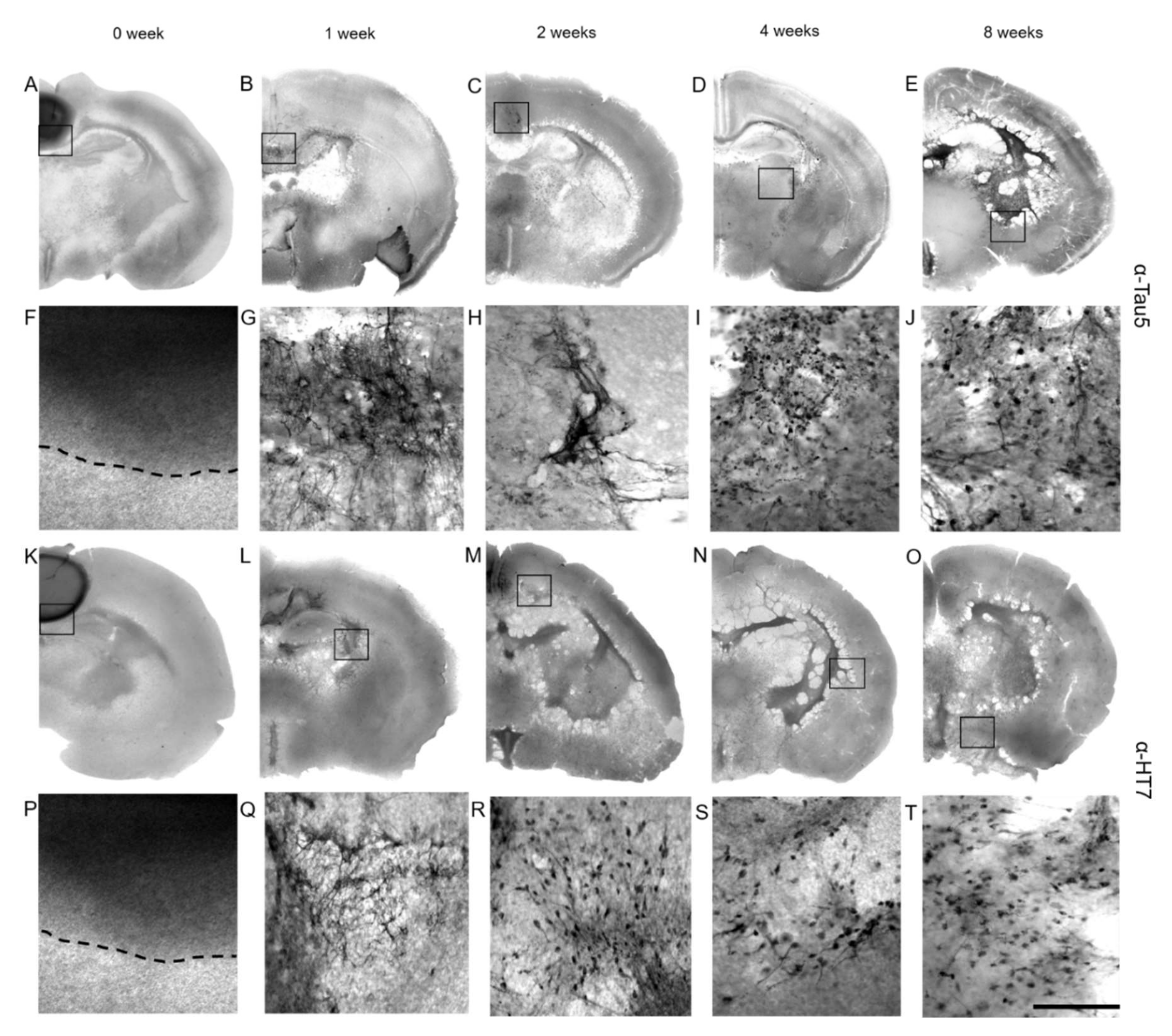 Biomolecules 12 01164 g005 Biomolecules 12 01164 g005