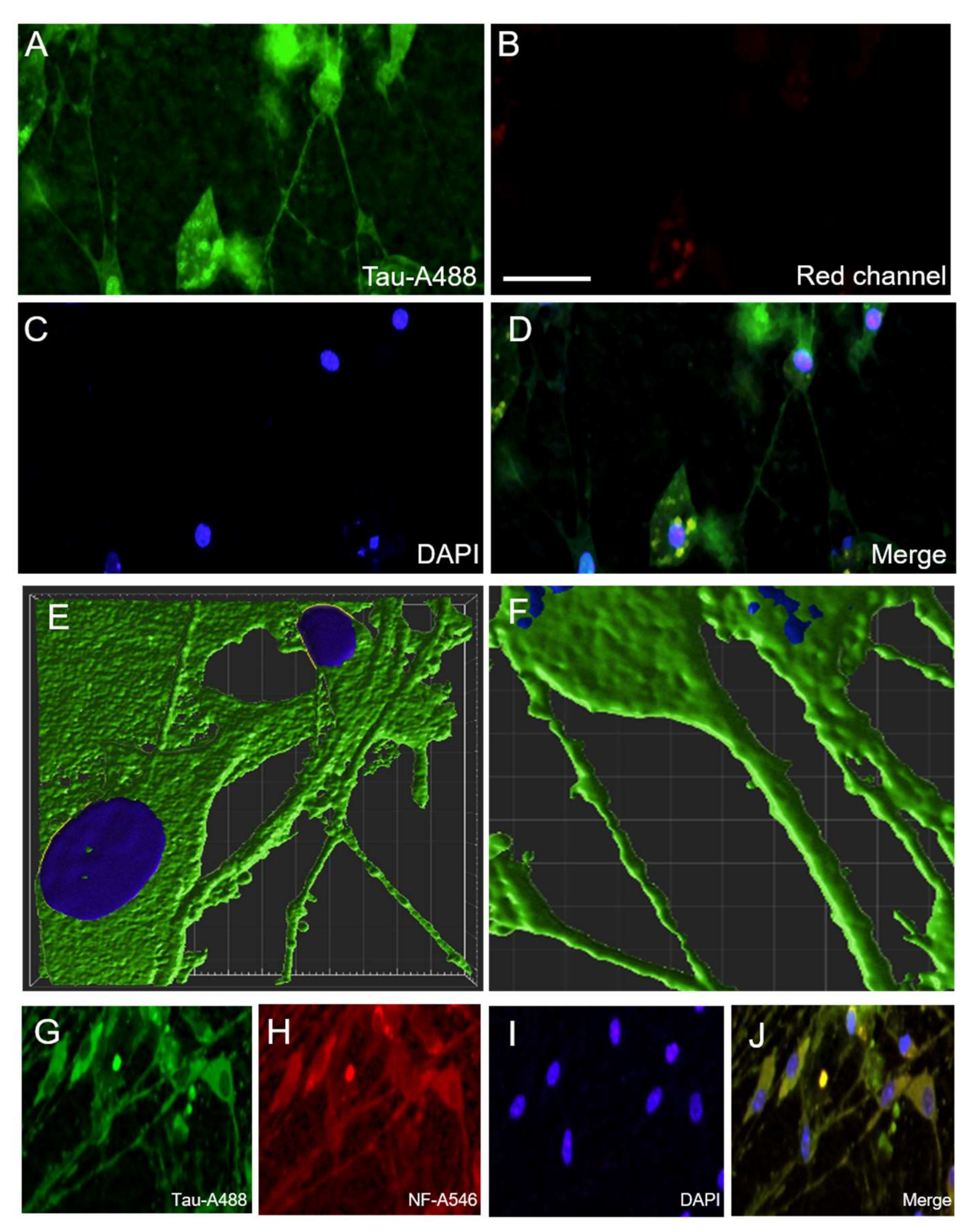 Biomolecules 12 01164 g007 Biomolecules 12 01164 g007