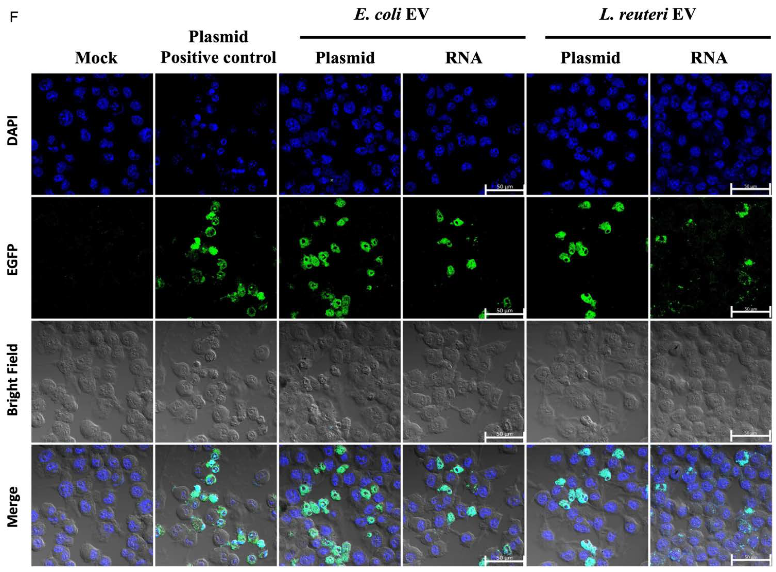 Biomolecules 12 01171 g001b