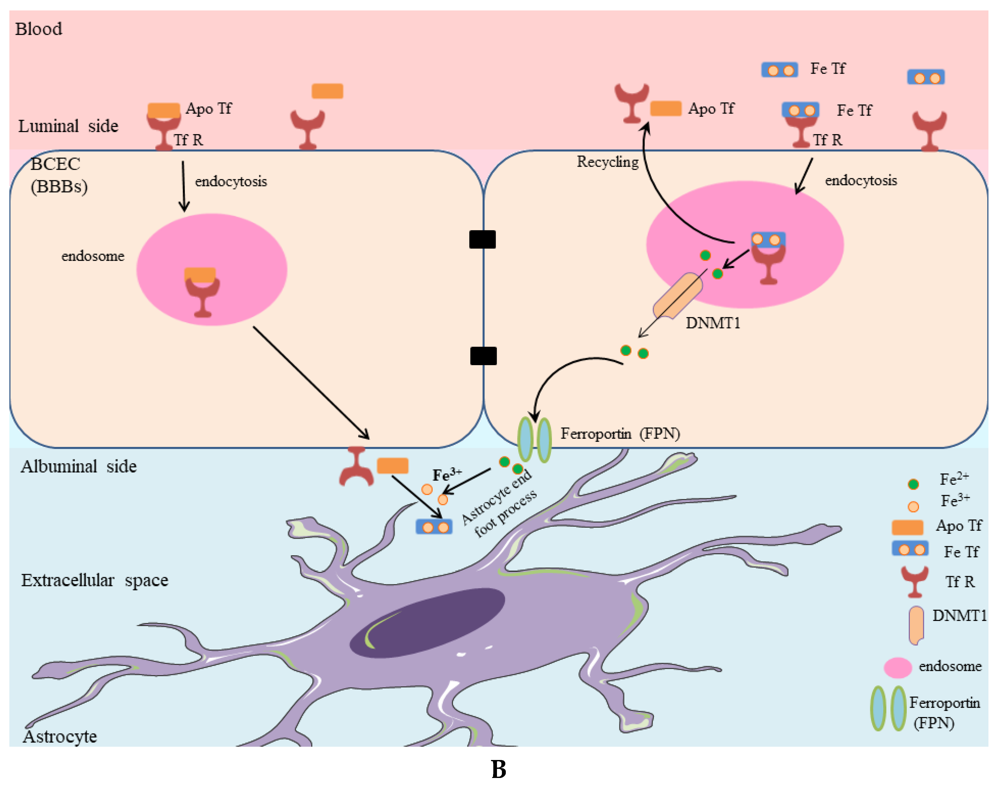 Biomolecules 12 01248 g003b
