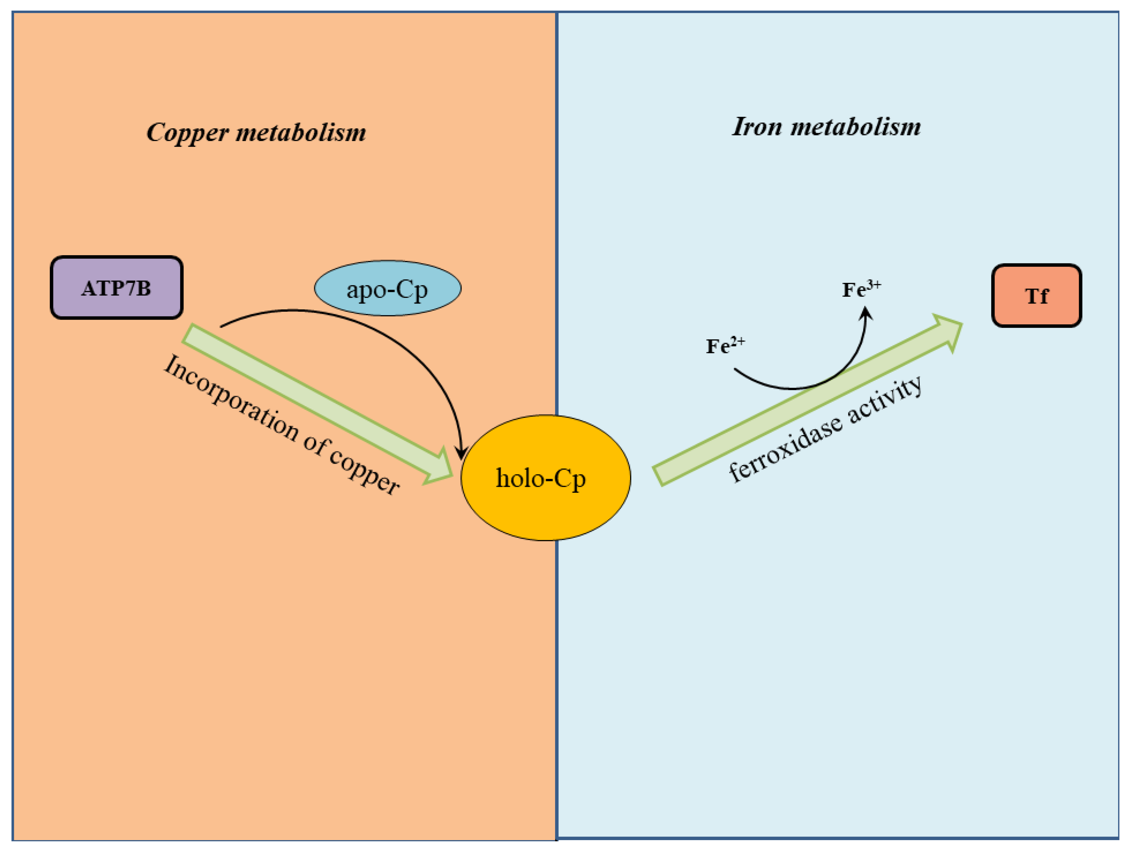 Biomolecules 12 01248 g004