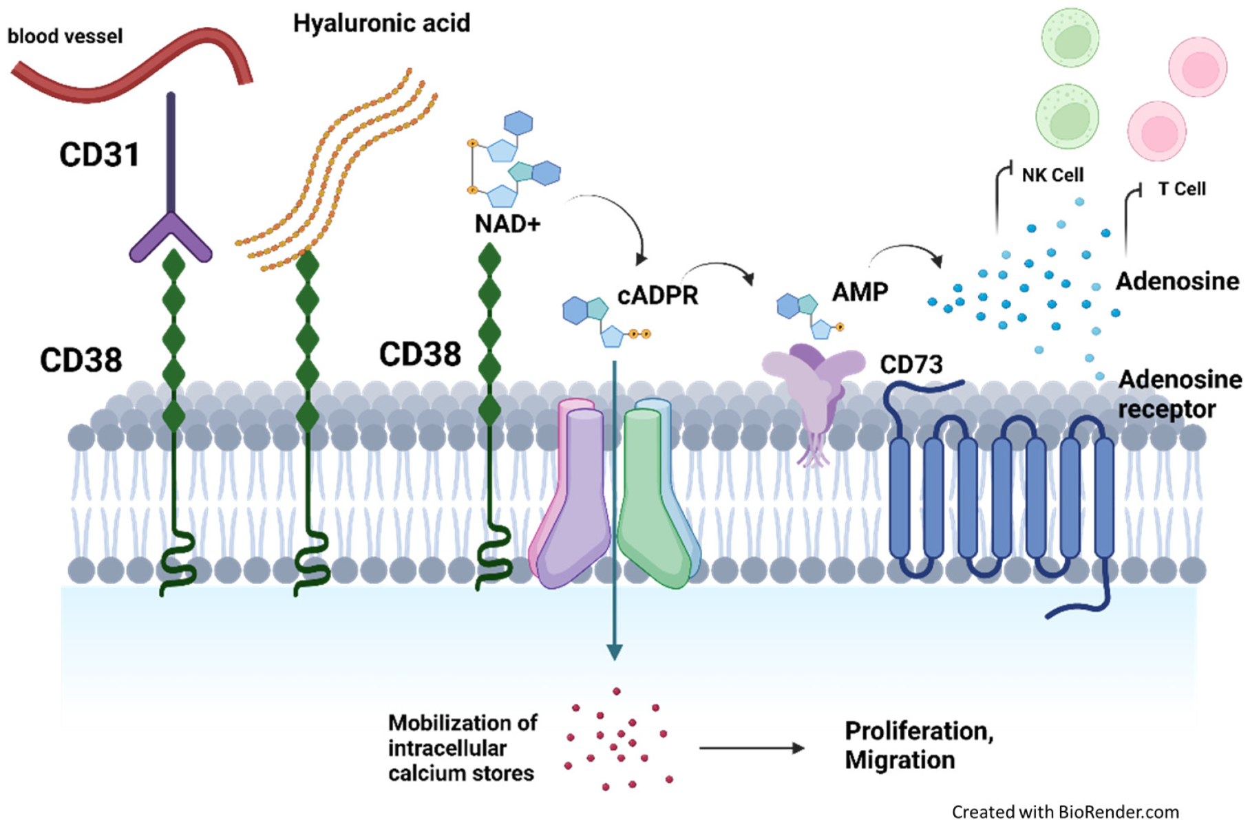 Biomolecules 12 01261 g001 Biomolecules 12 01261 g001