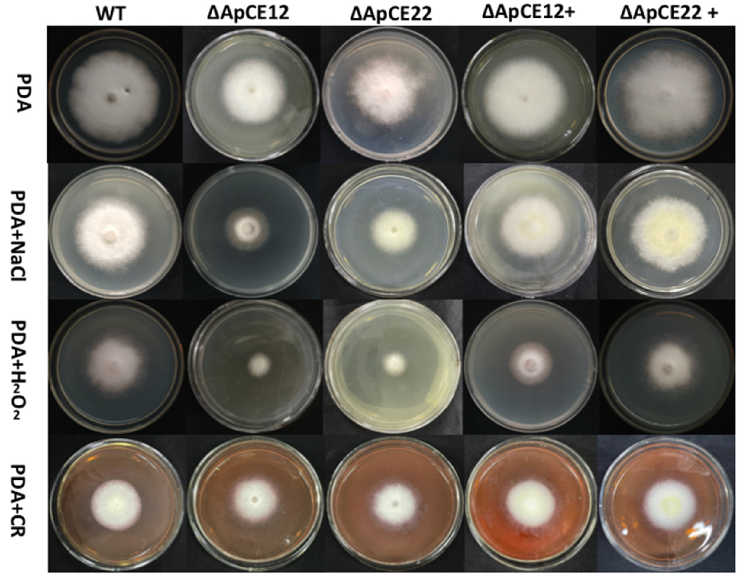 Biomolecules 12 01264 g011 Biomolecules 12 01264 g011