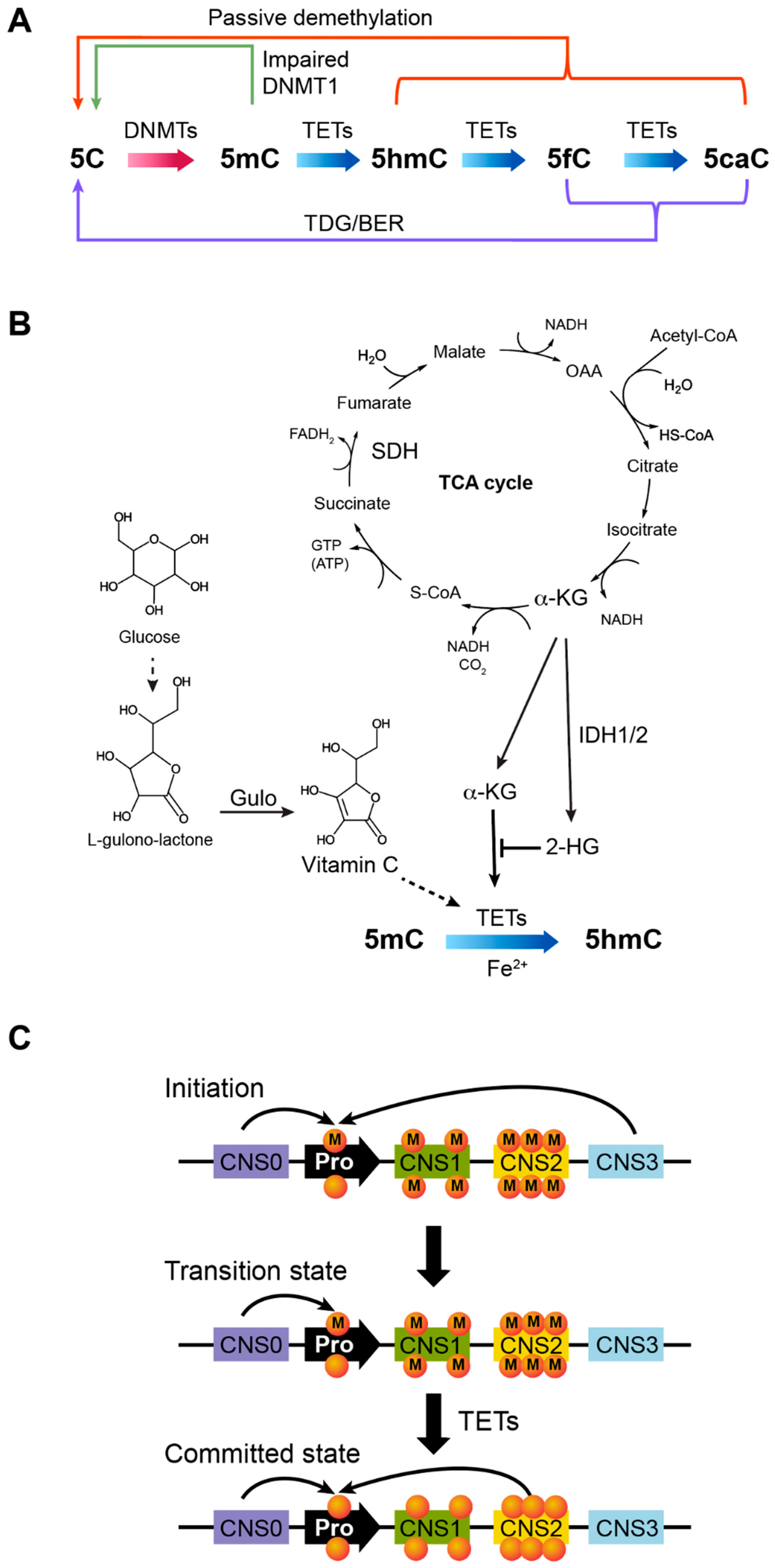 Biomolecules 12 01282 g004