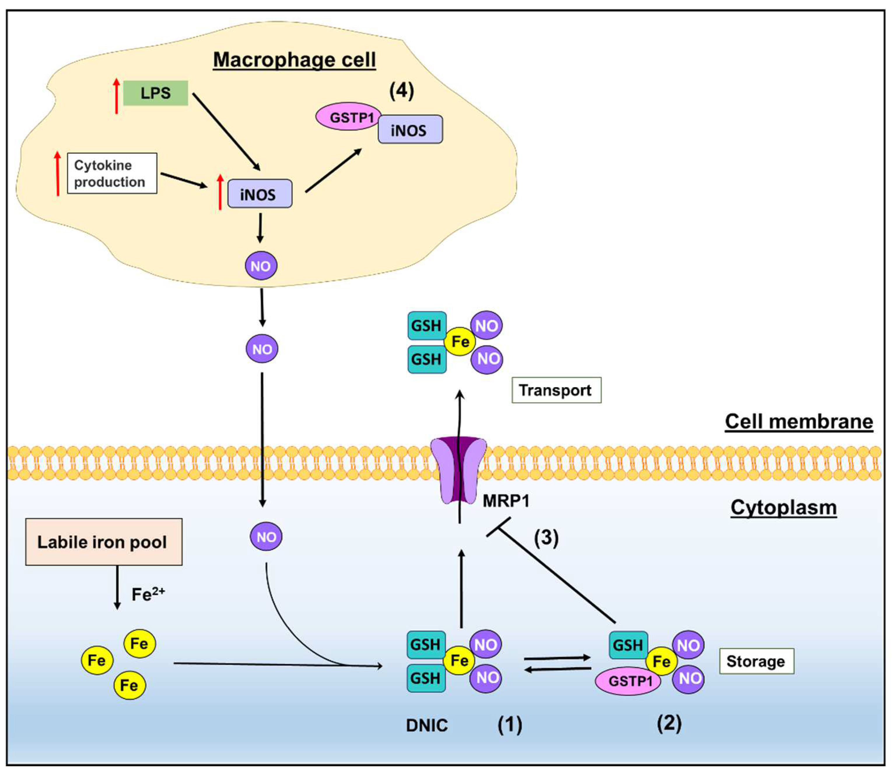 Biomolecules 12 01292 g001