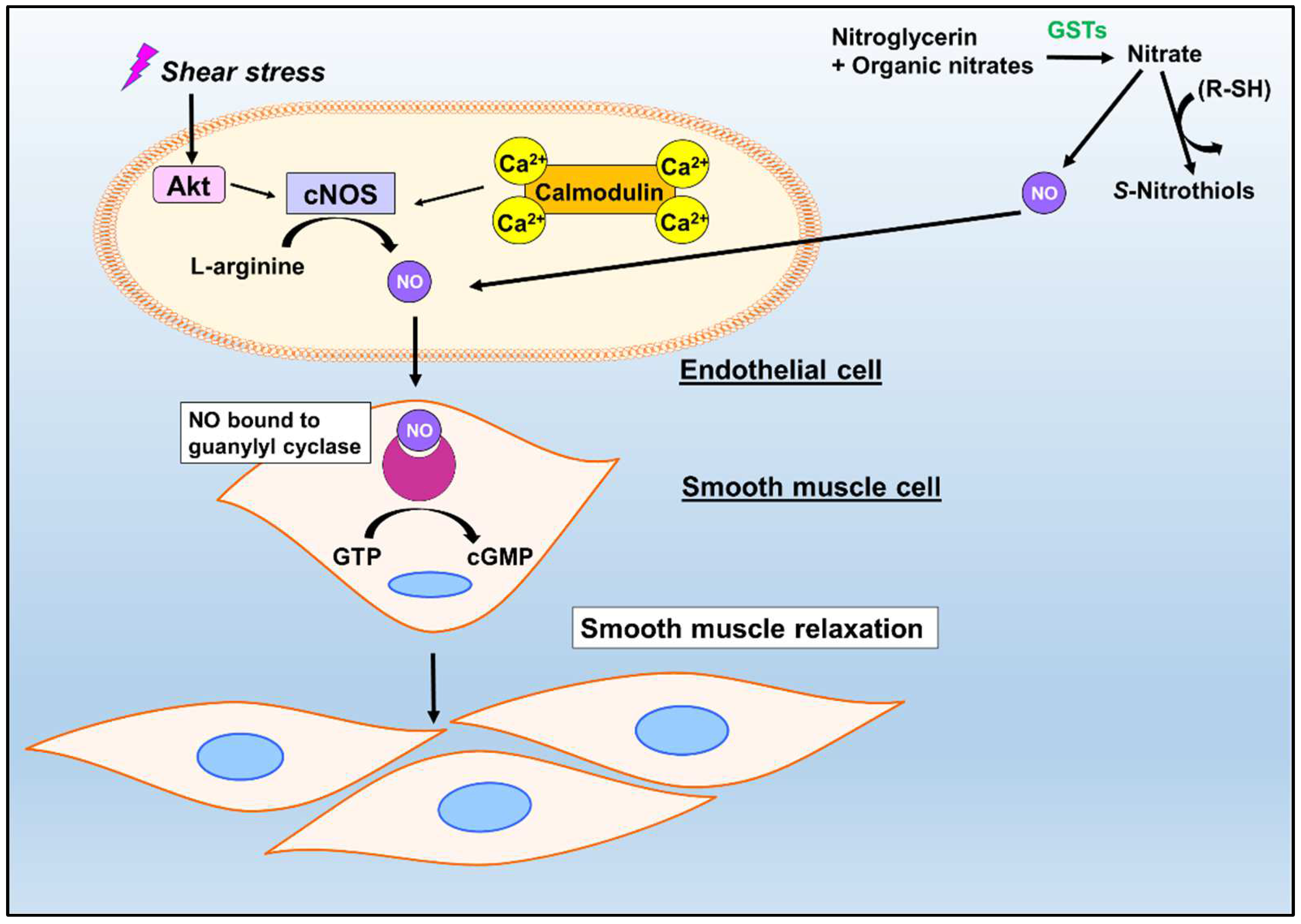 Biomolecules 12 01292 g002