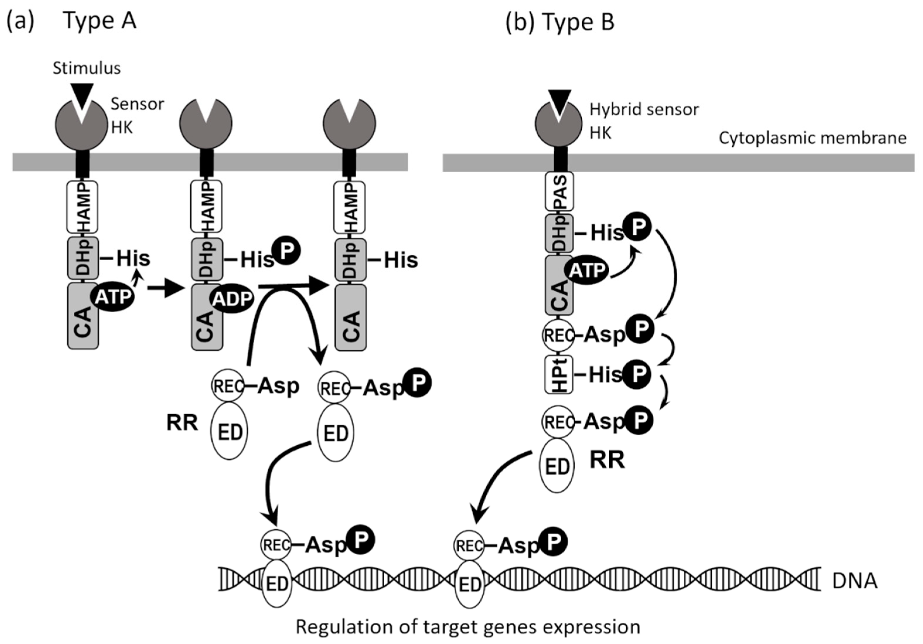 Biomolecules 12 01321 g001 Biomolecules 12 01321 g001