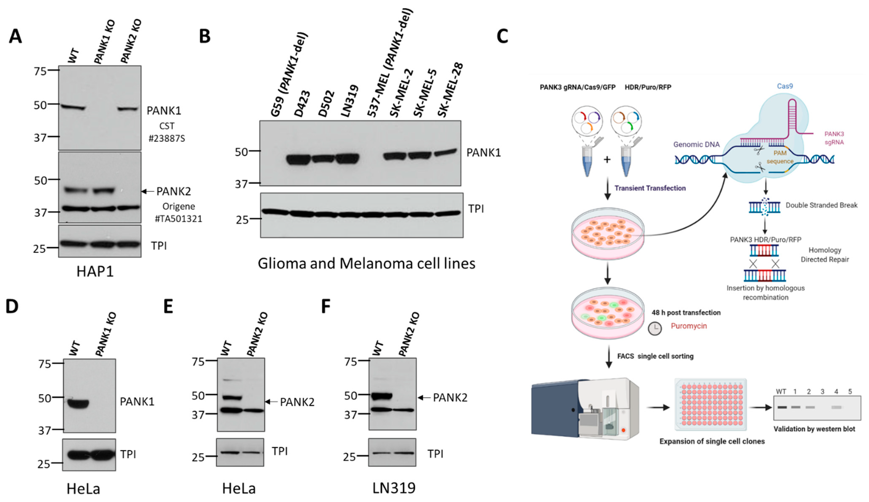 Biomolecules 12 01323 g001 Biomolecules 12 01323 g001