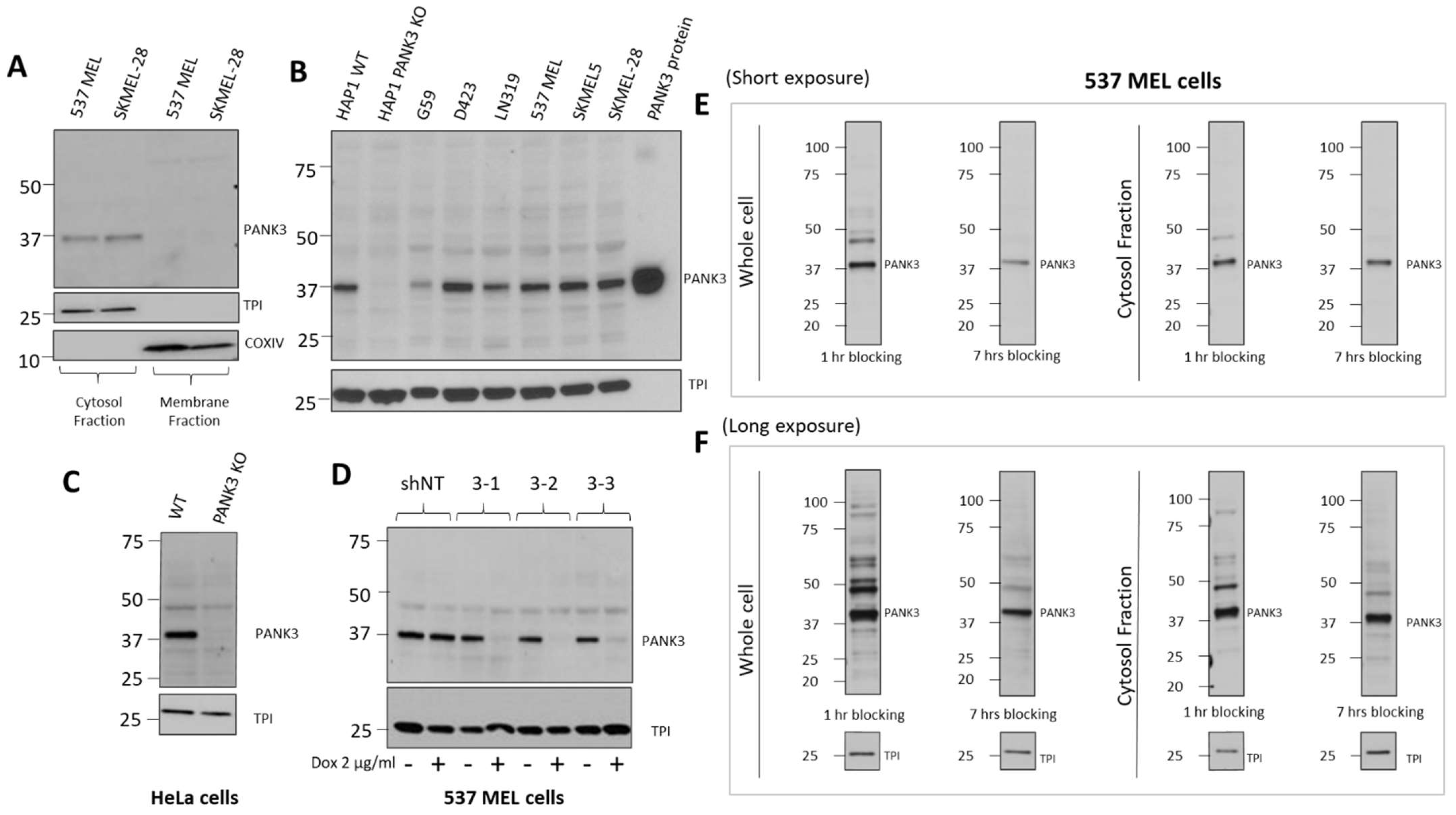 Biomolecules 12 01323 g005 Biomolecules 12 01323 g005