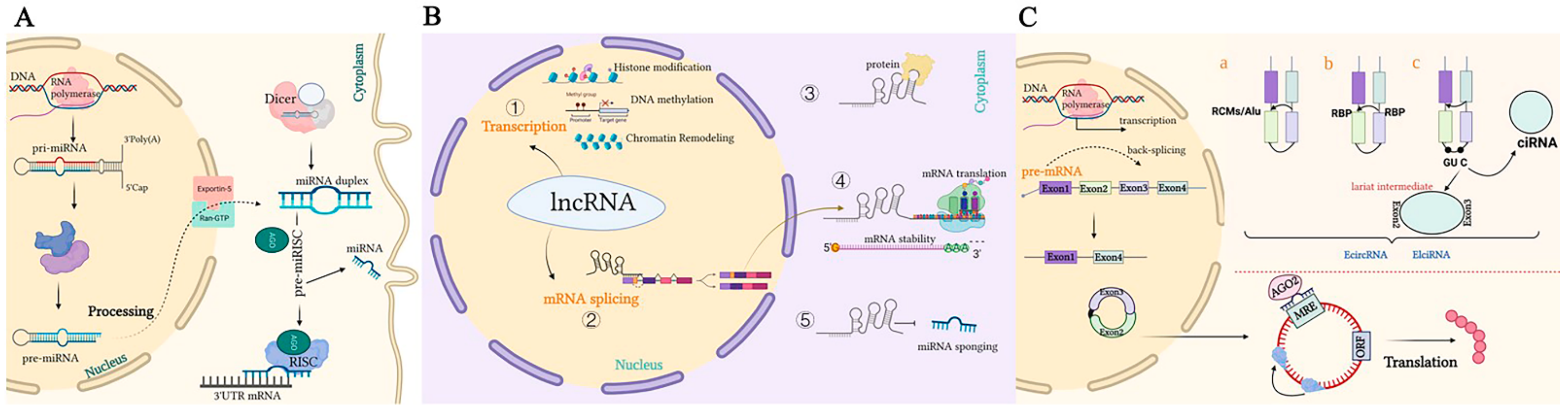 Biomolecules 12 01339 g001