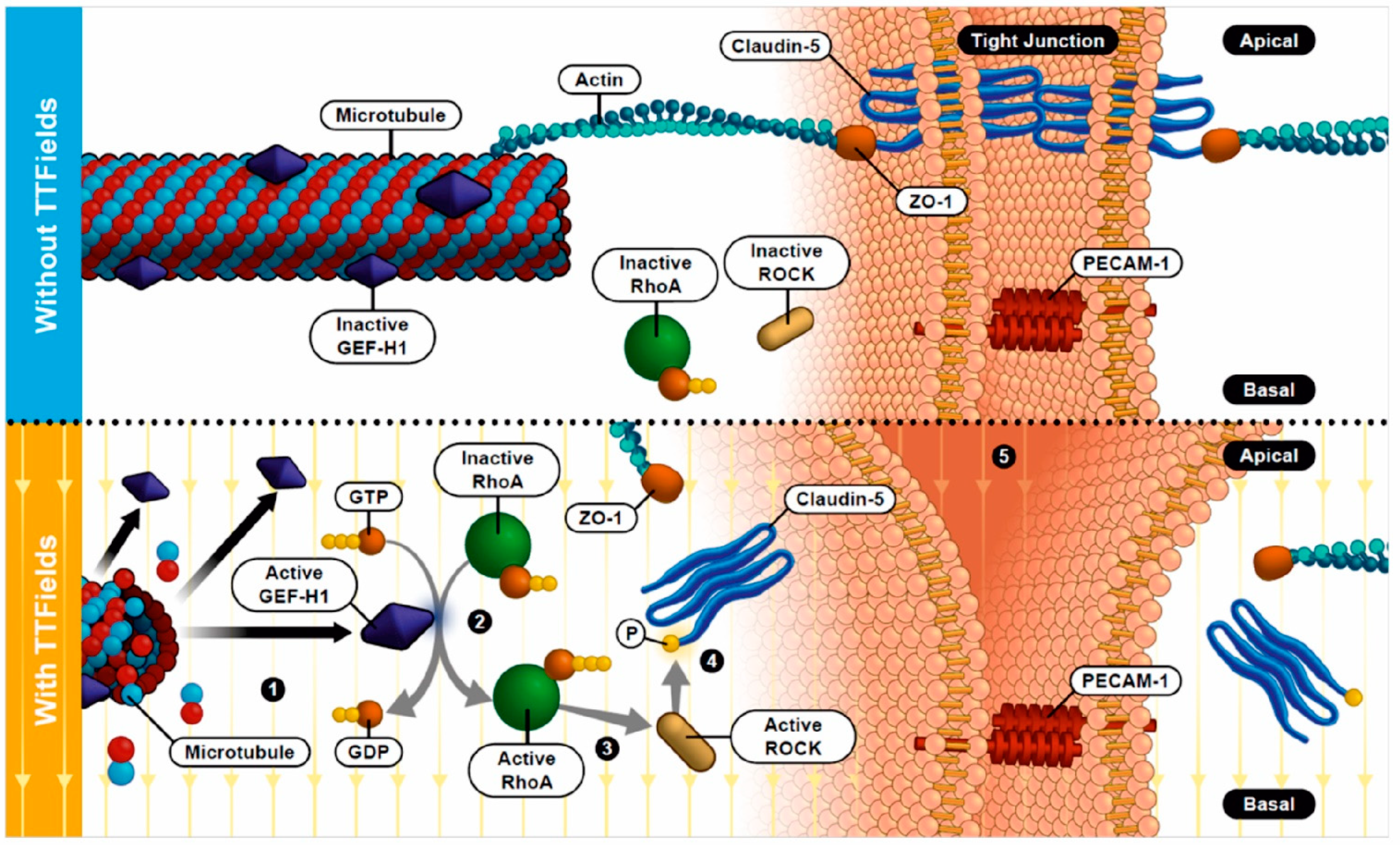 Biomolecules 12 01348 g007