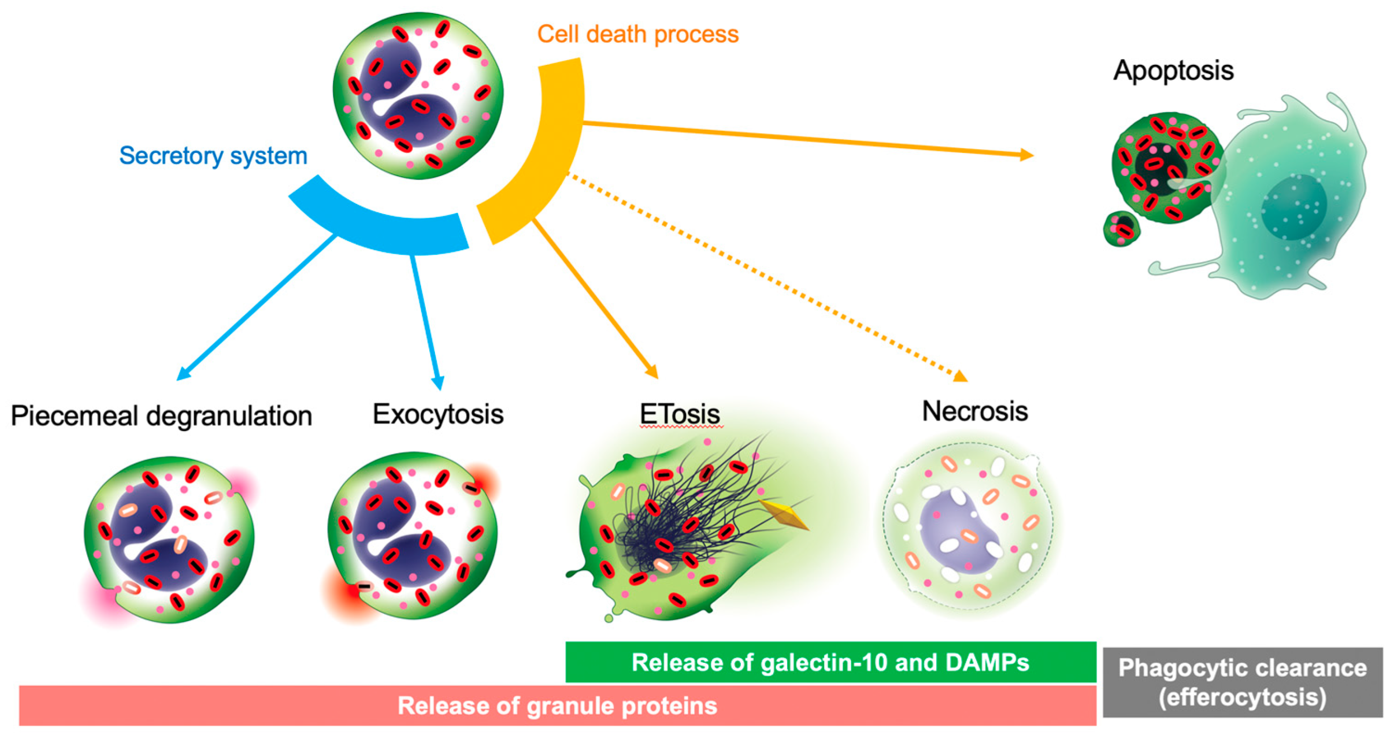 Biomolecules 12 01385 g003